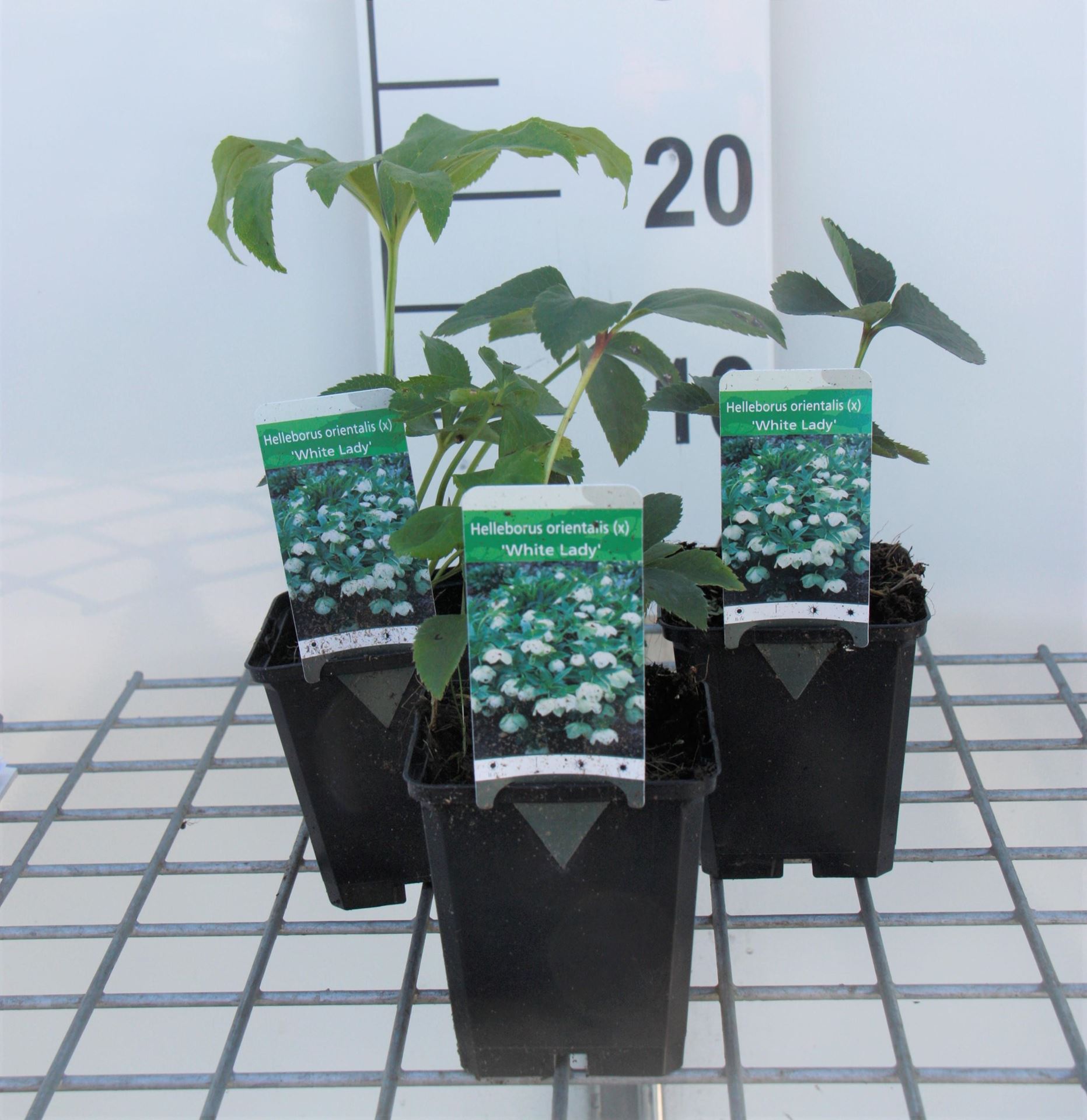 Helleborus orientalis'White Lady'- pot 9x9 cm afbeelding