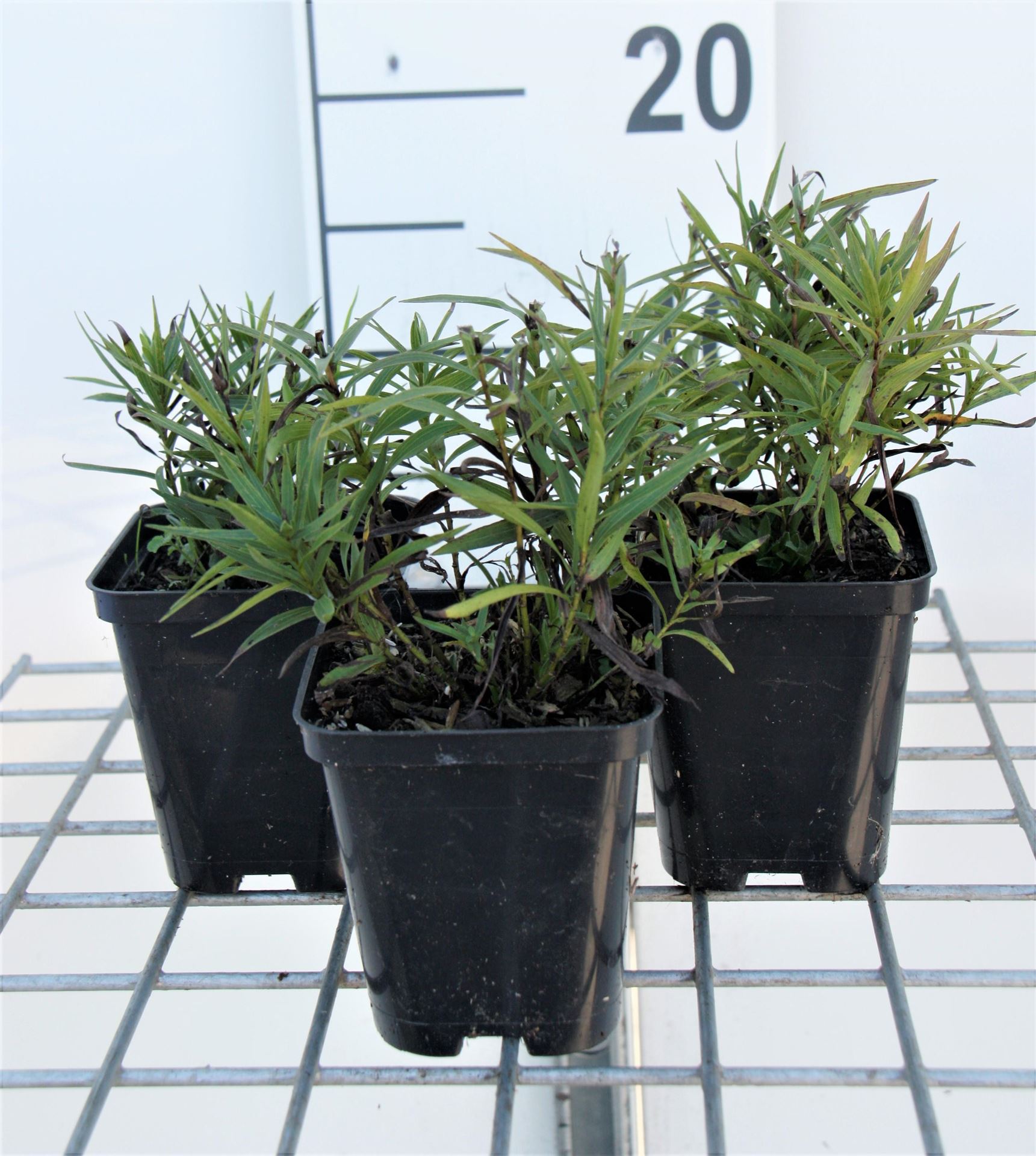 Inula ensifolia - pot 9x9 cm afbeelding
