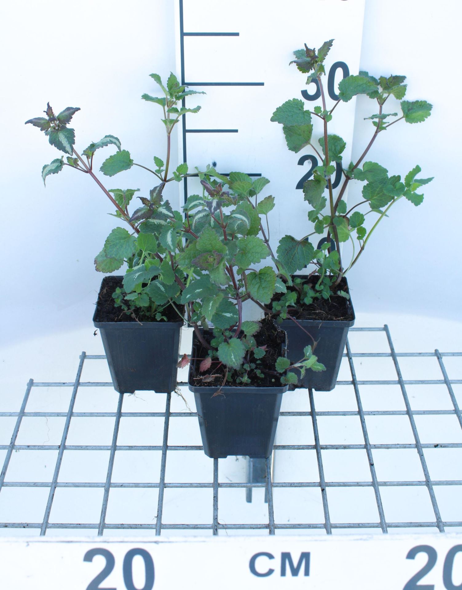 Lamium maculatum - pot 9x9 cm - Gevlekte dovenetel / Gestreepte dovenetel afbeelding