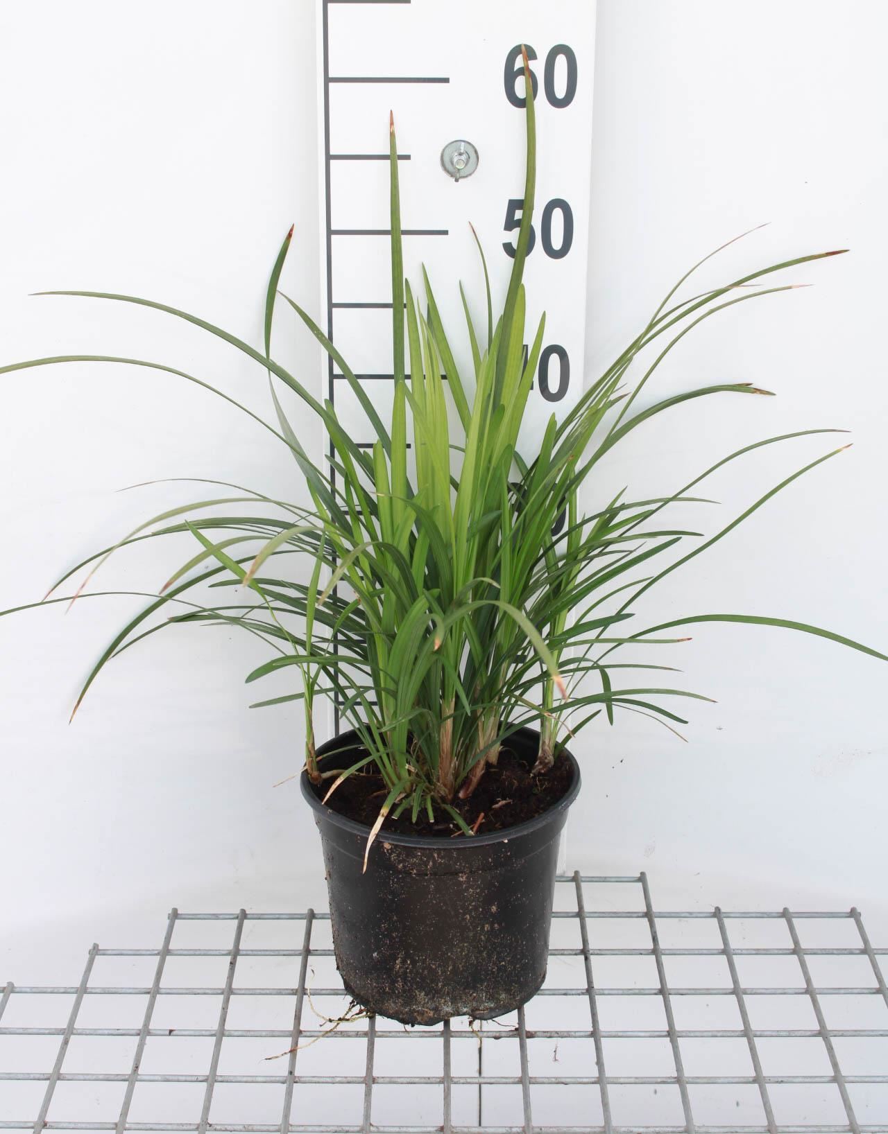 Liriope muscari'Big Blue'- pot 3L afbeelding