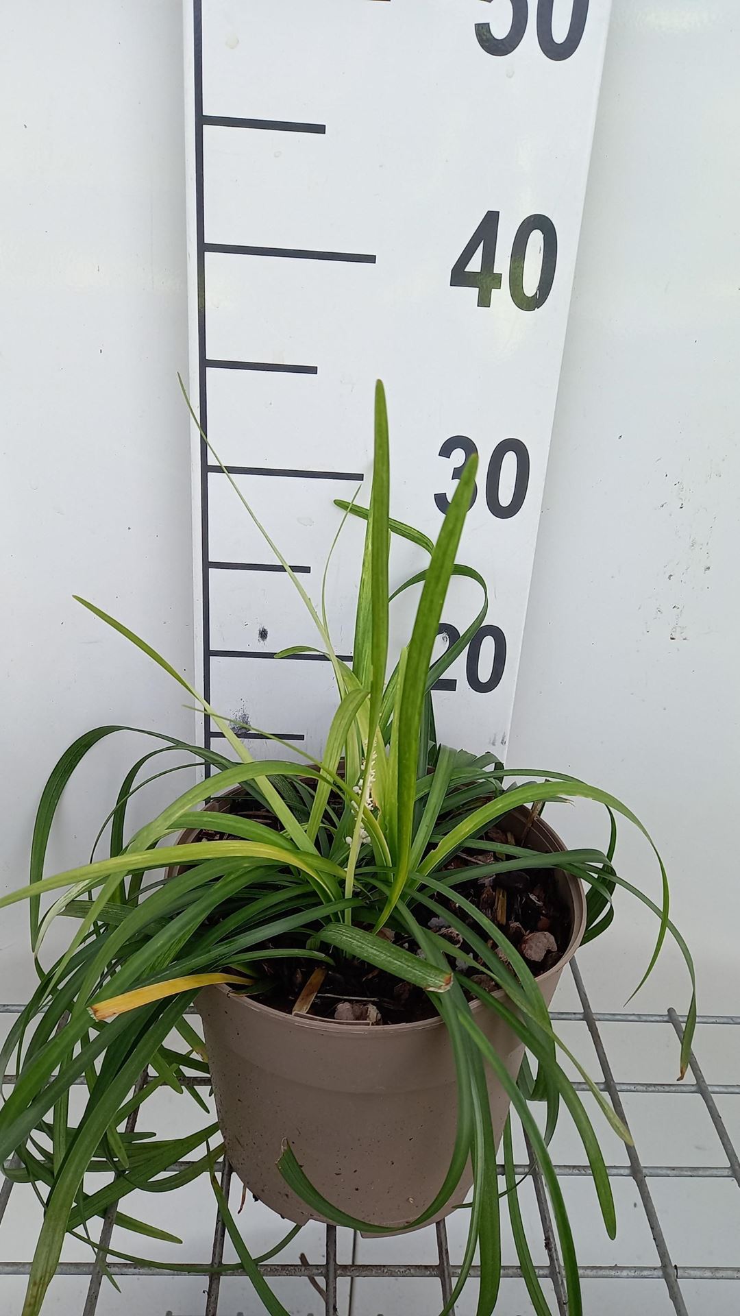 Liriope muscari'Monroe White'- pot 3L - afbeelding