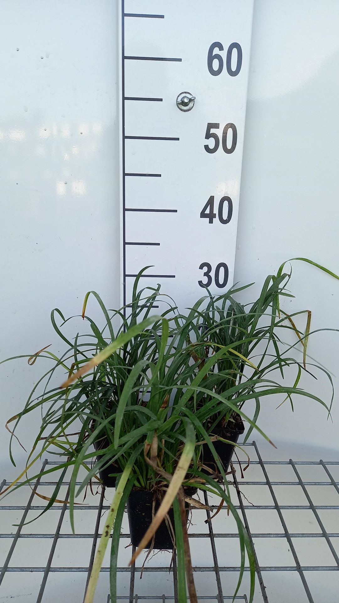 Liriope spicata - pot 9x9 cm afbeelding