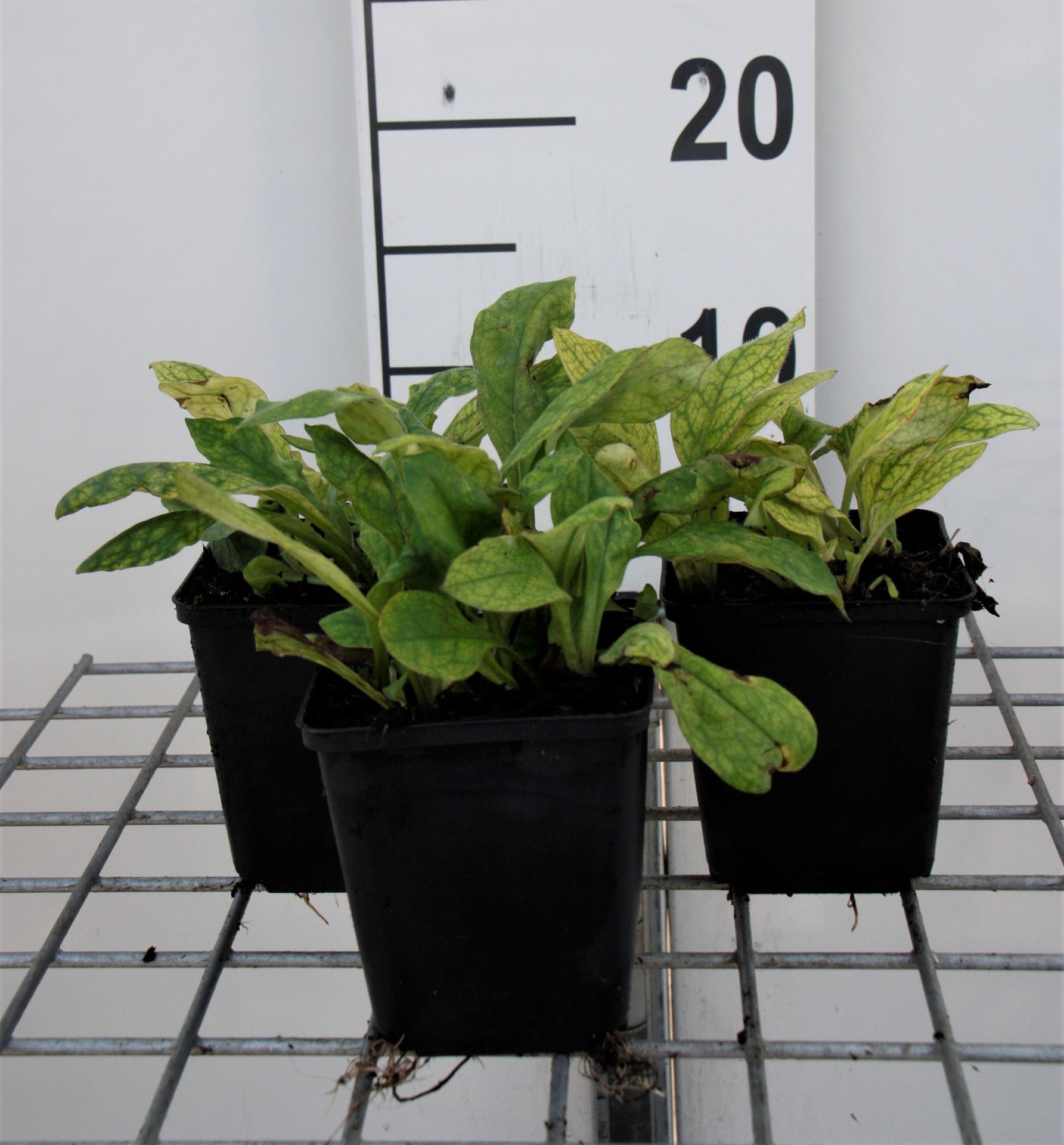 Pulmonaria angustifolia'Azurea'- pot 9x9 cm - Longkruid afbeelding