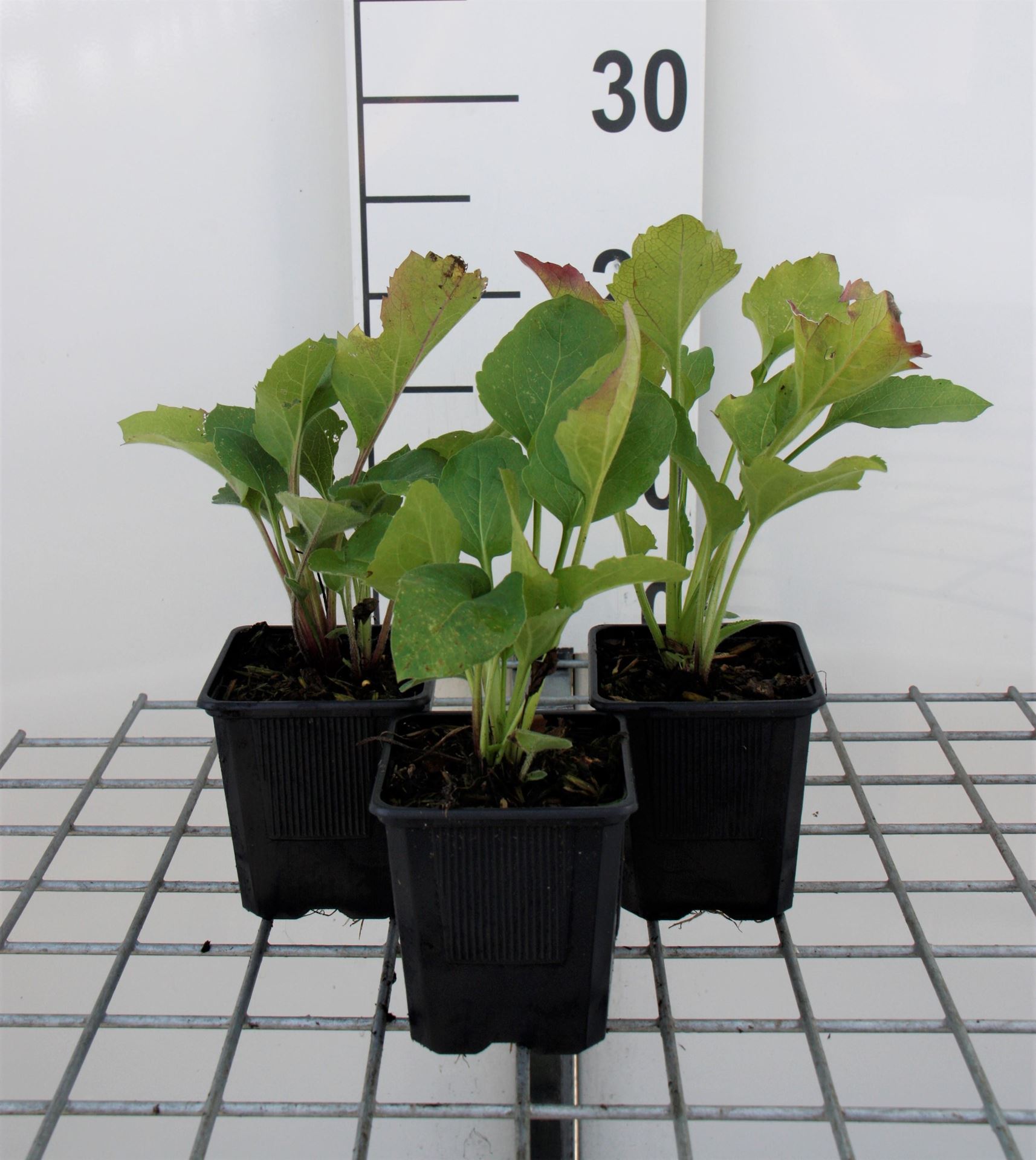 Rudbeckia occidentalis'Green Wizard'- pot 9x9 cm afbeelding