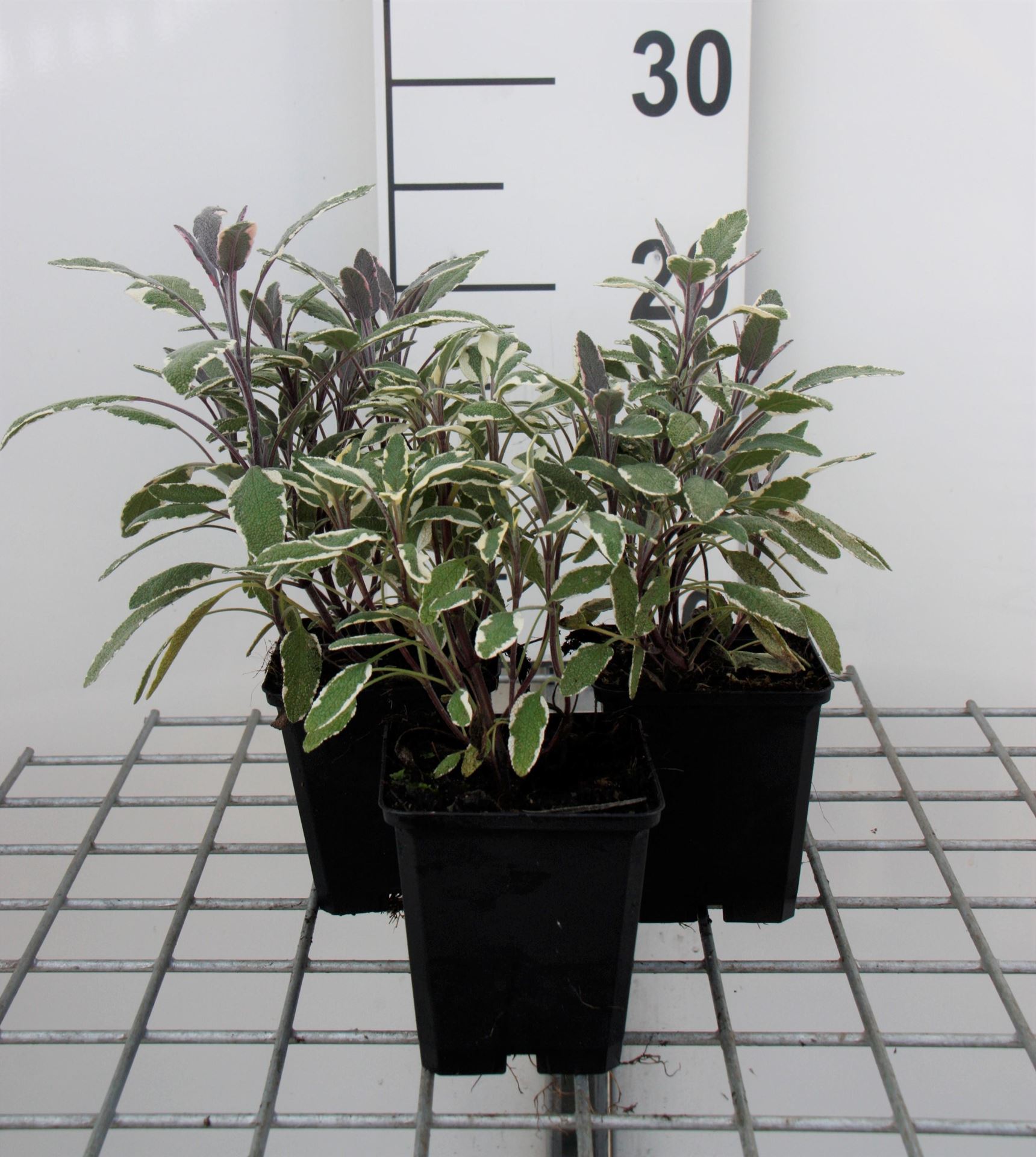 Salvia officinalis'Tricolor'- pot 9x9 cm (Salie'Driekleurige Salie - Tricolor') - Salie'Driekleurige Salie - Tricolor' afbeelding
