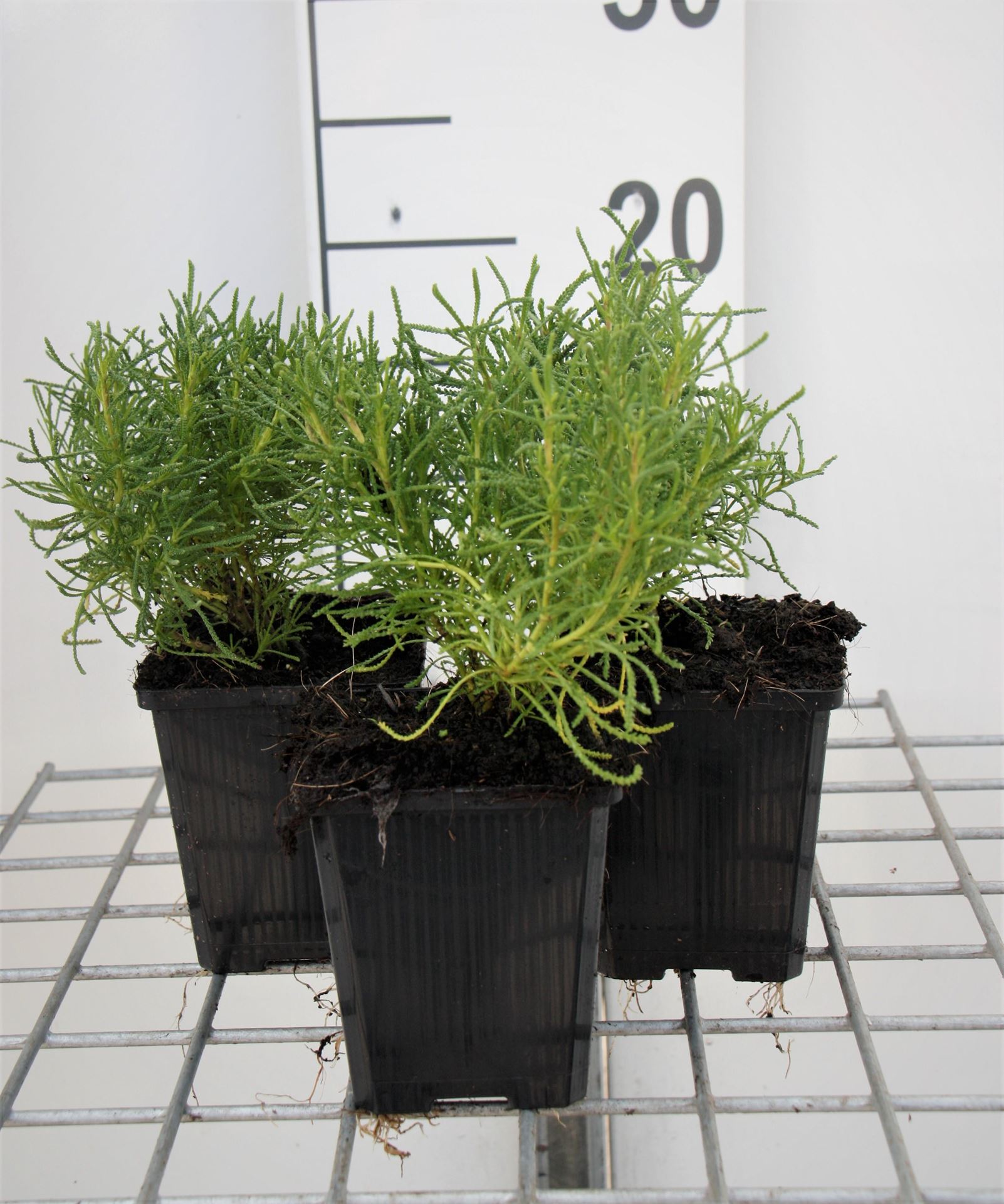 Heiligenbloem, cypressenkruid, olijfkruid - pot 9x9 cm (Santolina rosmarinifolia) - Olijvenkruid / Heiligenbloem / Heiligenkruid afbeelding