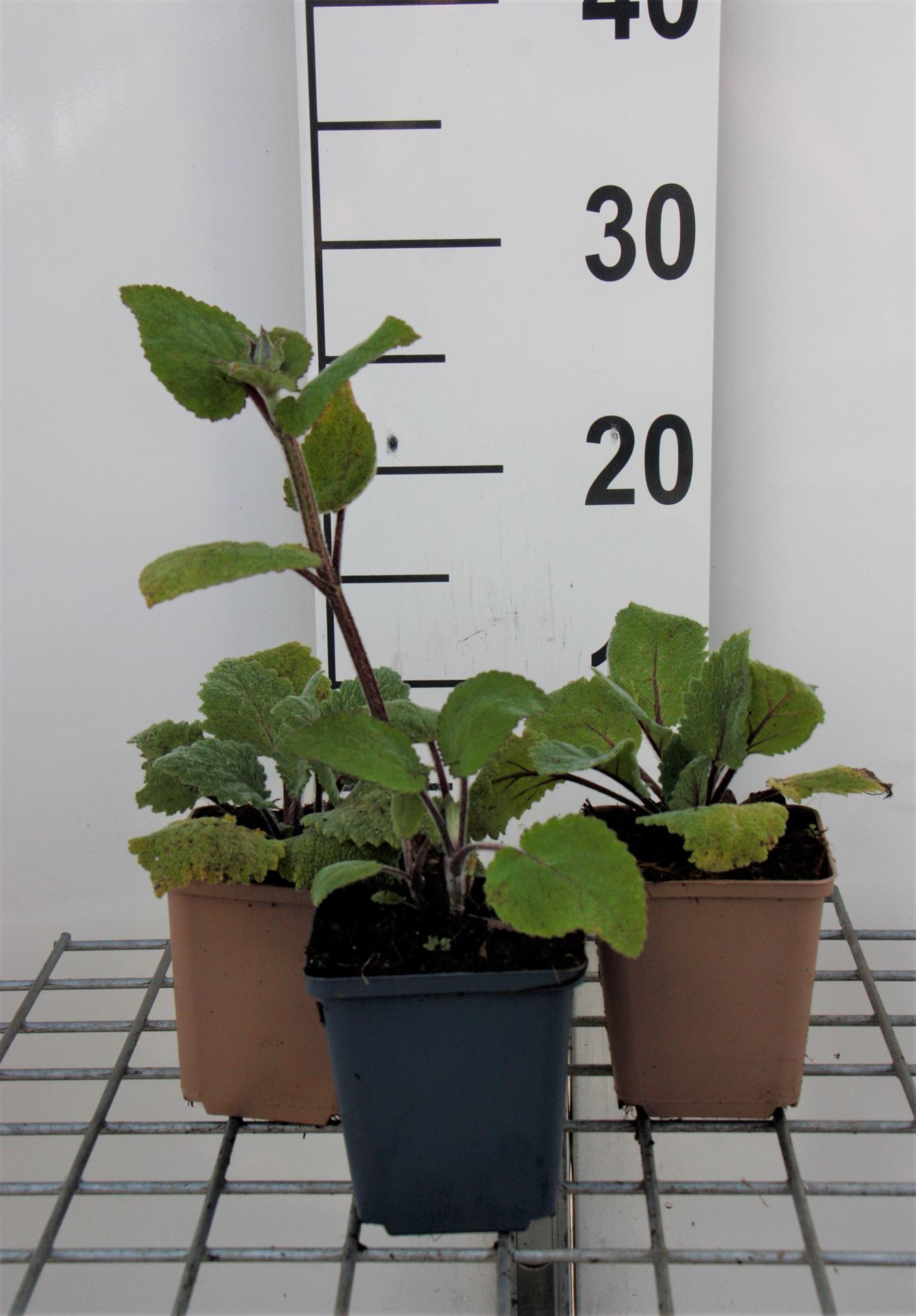 Salvia sclarea - pot 9x9 cm (Scharlei) - Scharlei / Muskaatsalie afbeelding