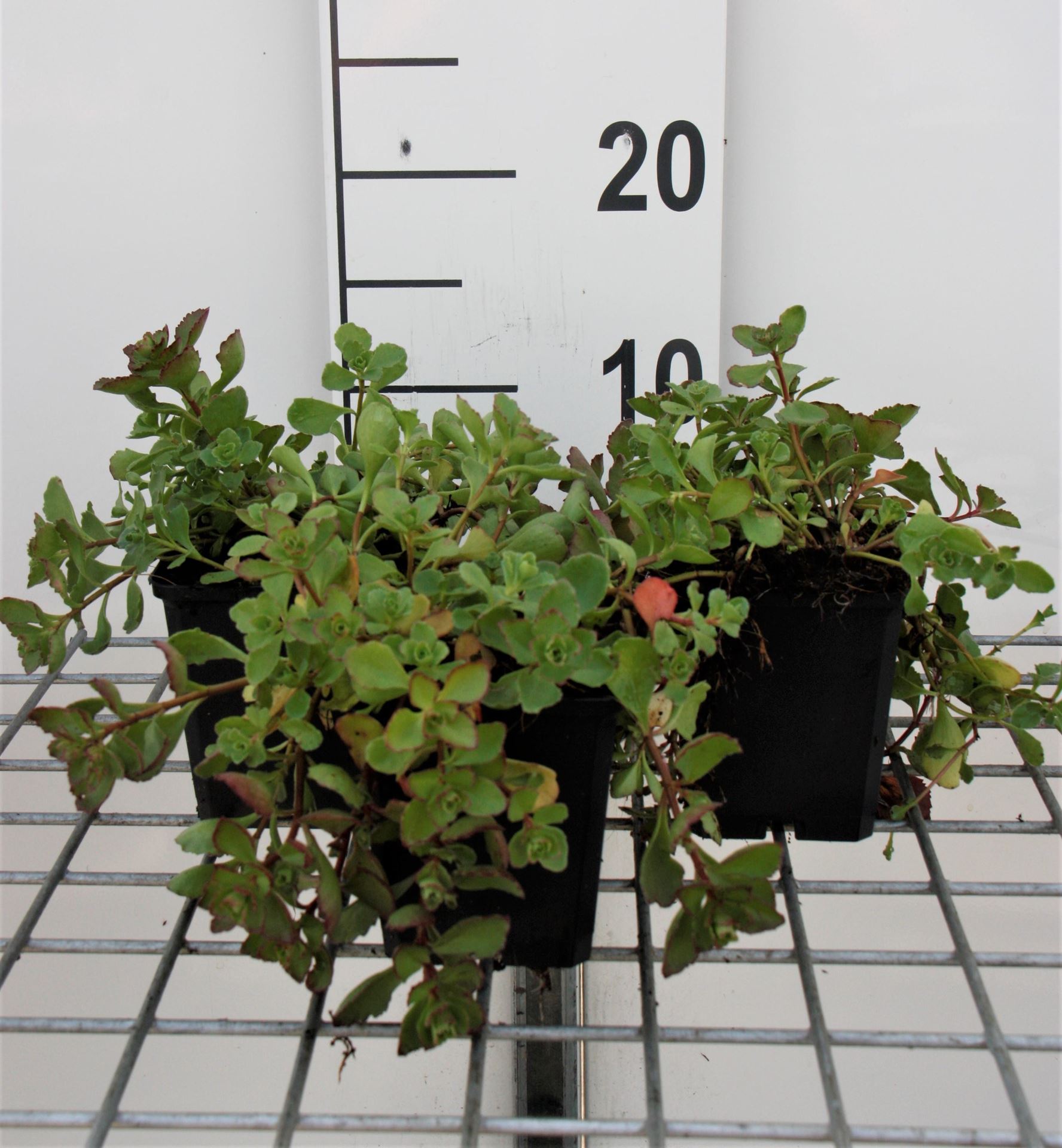 Sedum spurium'Purpurteppich'- pot 9x9 cm afbeelding