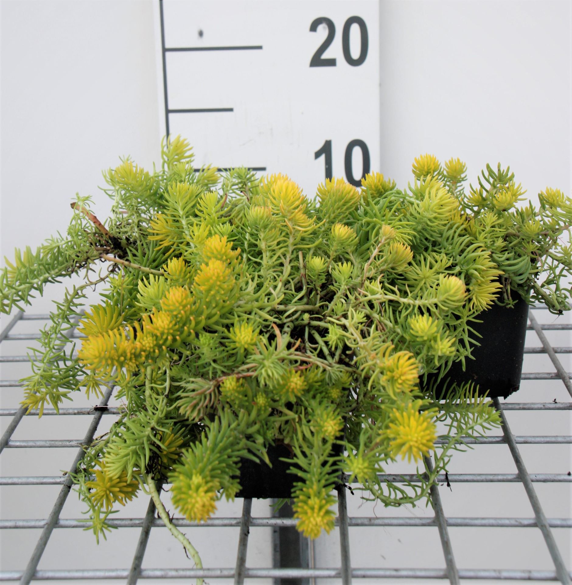 Sedum reflexum'Angelina'- pot 9x9 cm - Tripmadam afbeelding