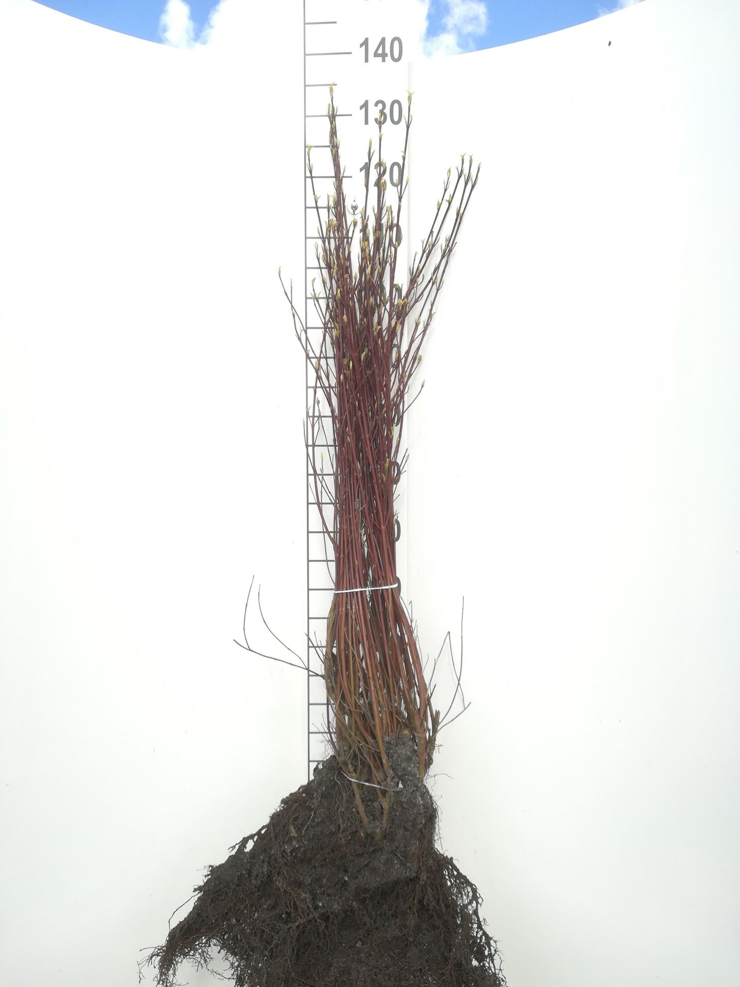 Cornus alba'Elegantissima'- blote wortel - 50-60 cm - 3-5 takken afbeelding