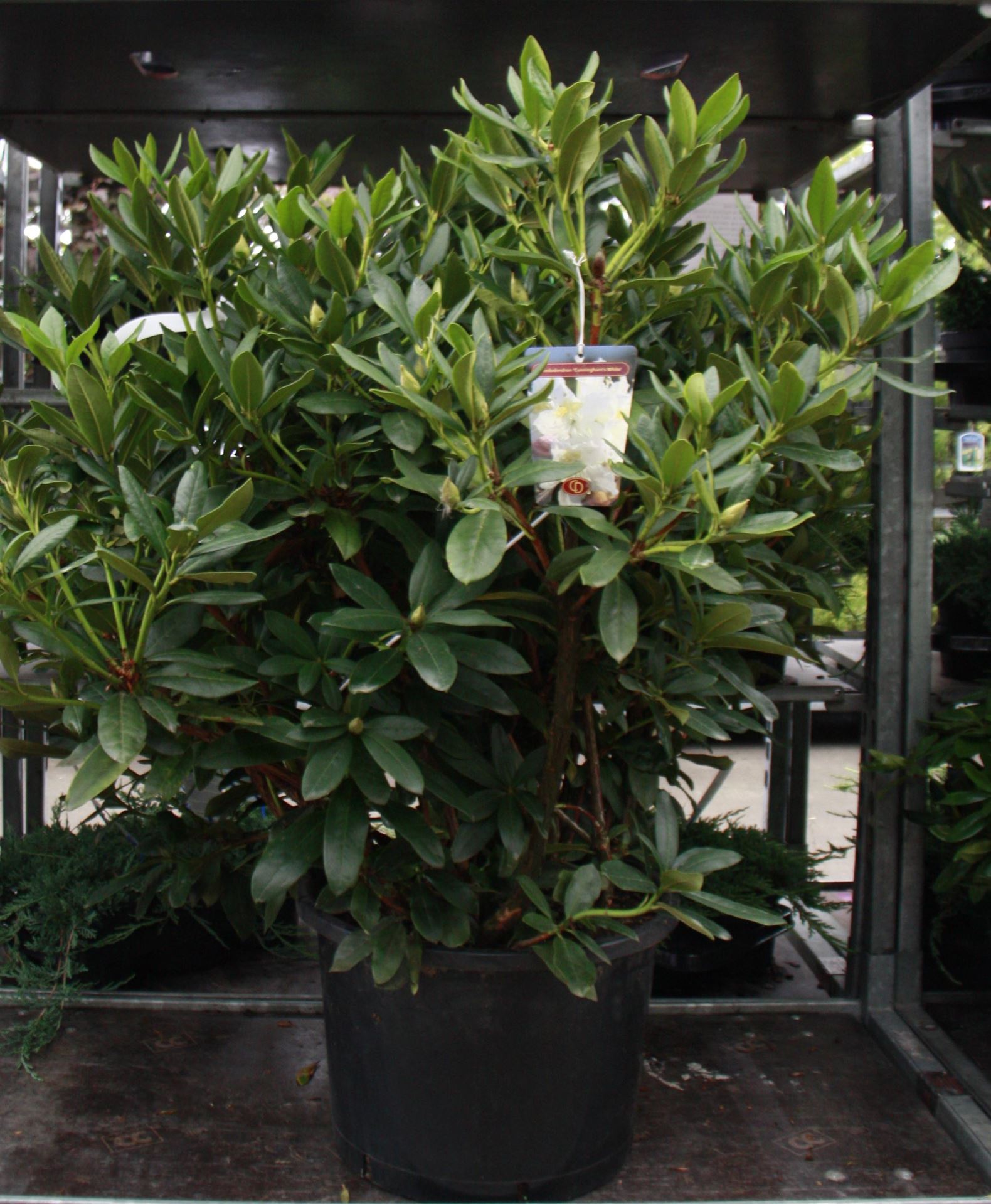 Rhododendron'Cunningham's White'- pot 30L - 80-100 cm afbeelding