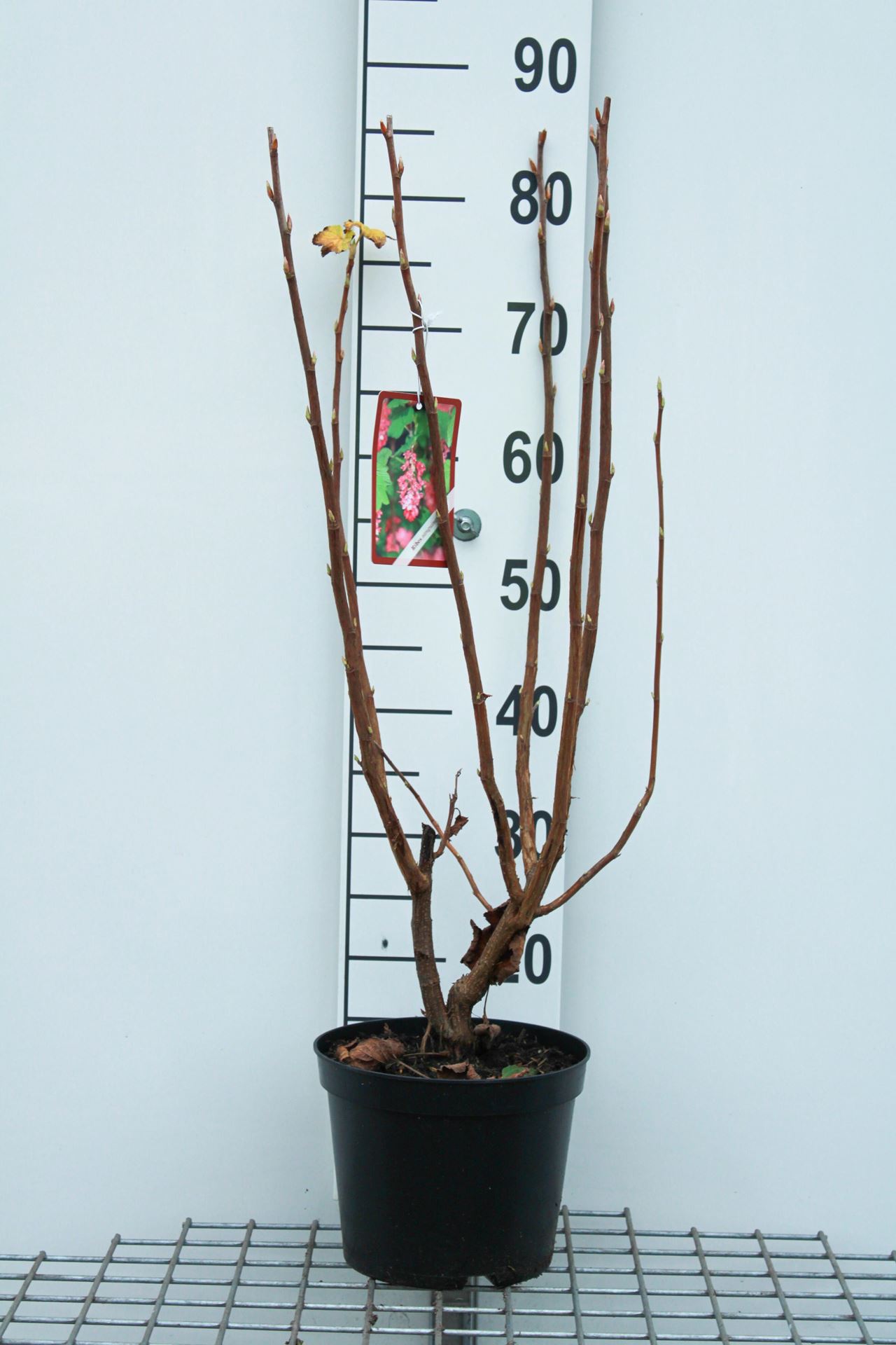Ribes odoratum - pot - 50-60 cm -