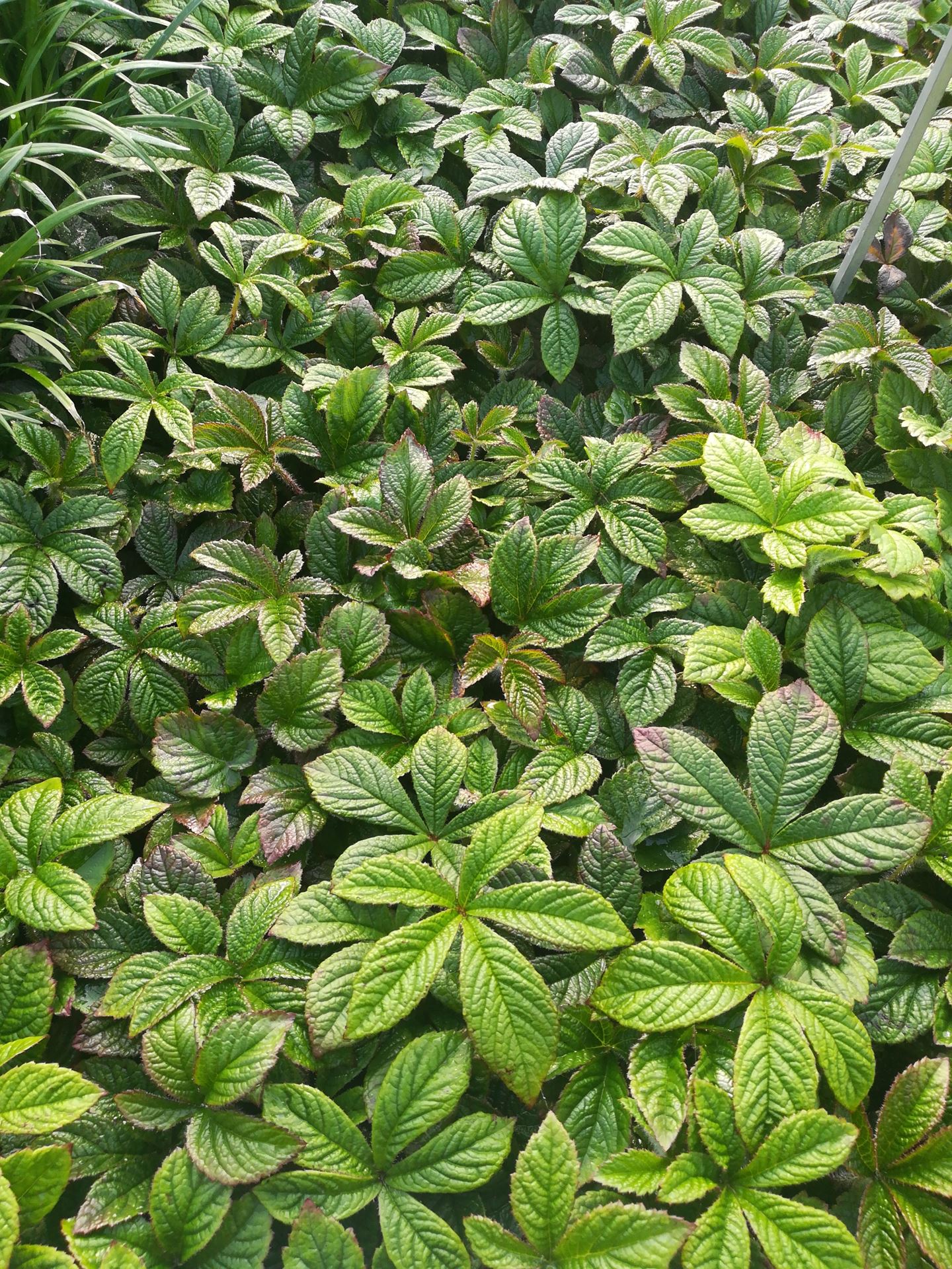 Rodgersia 'Dark Pokers' - pot 9x9 cm