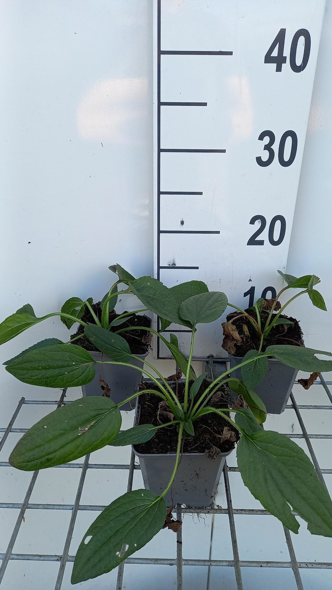 Rudbeckia fulgida'Little Goldstar'- pot 9x9 cm afbeelding