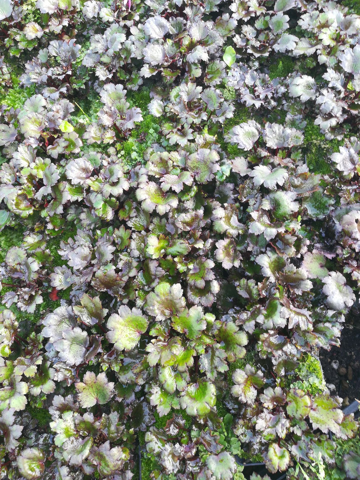 Saxifraga fortunei'Black Ruby'- pot 9x9 cm afbeelding