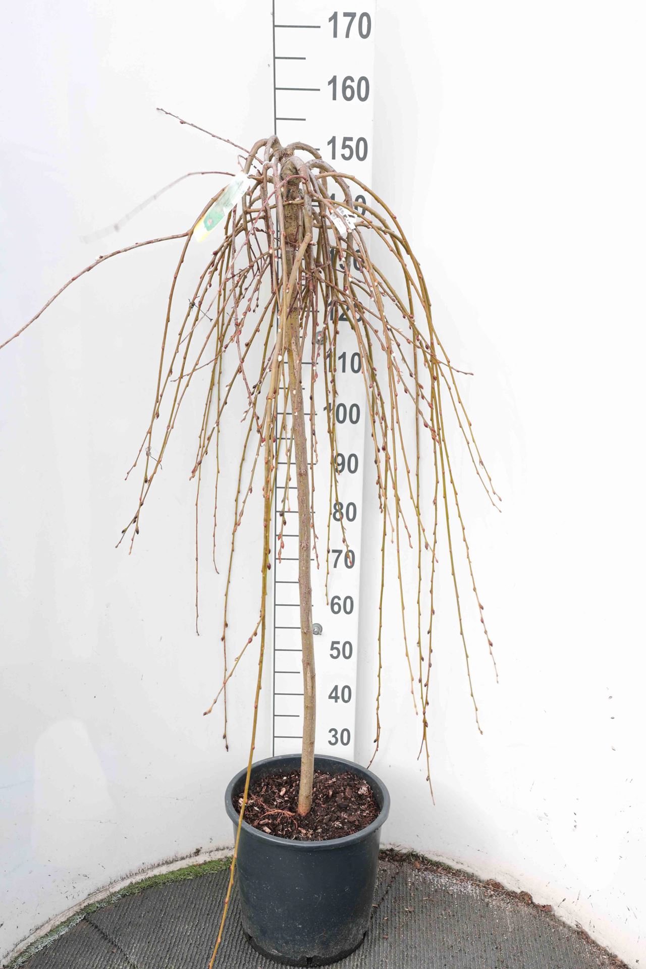 Salix caprea'Kilmarnock'- pot 18L - halfstam boom afbeelding