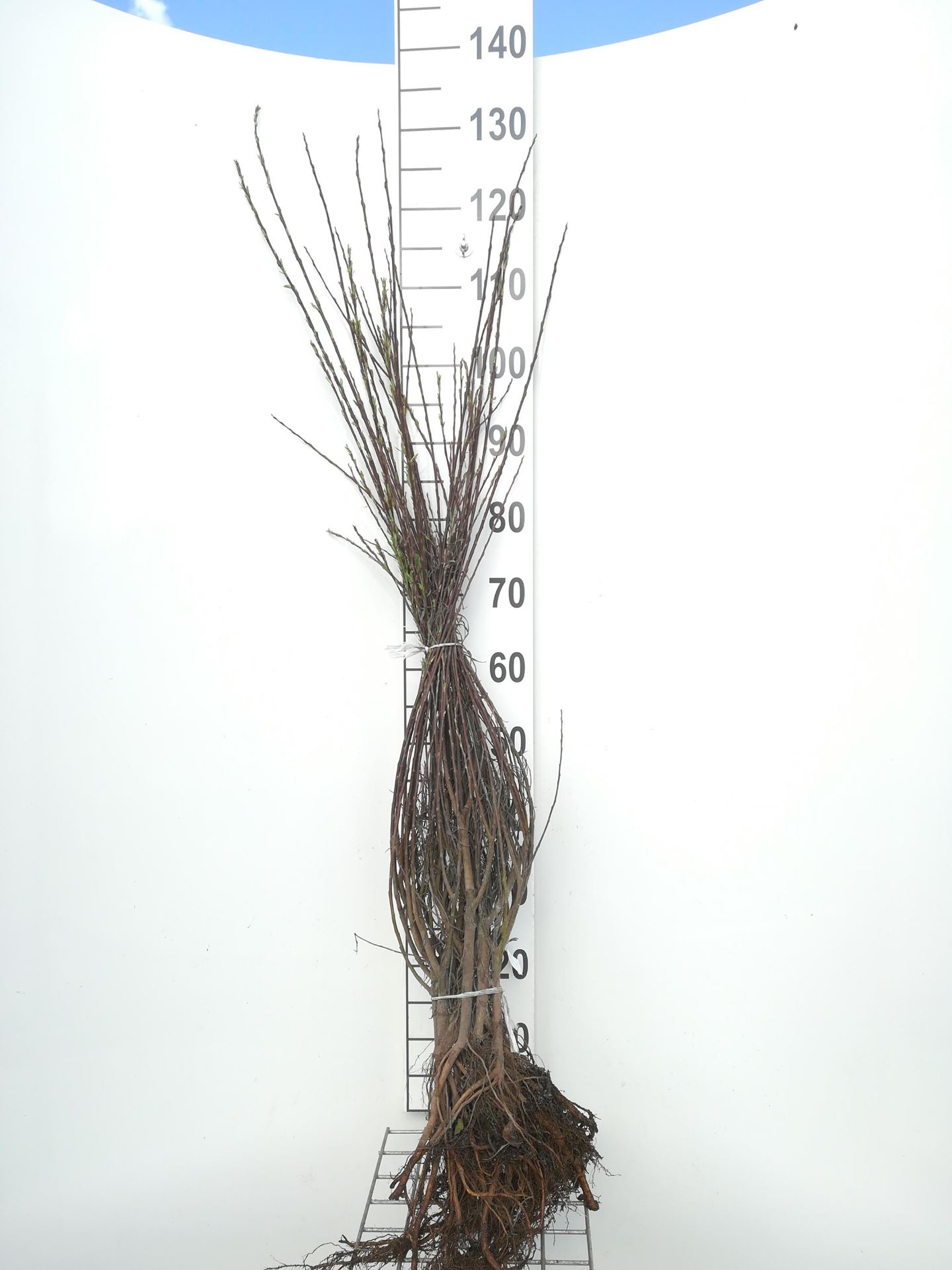 Salix elaeagnos'Angustifolia'- Blote wortel - 60-90 cm - 3-5 takken afbeelding