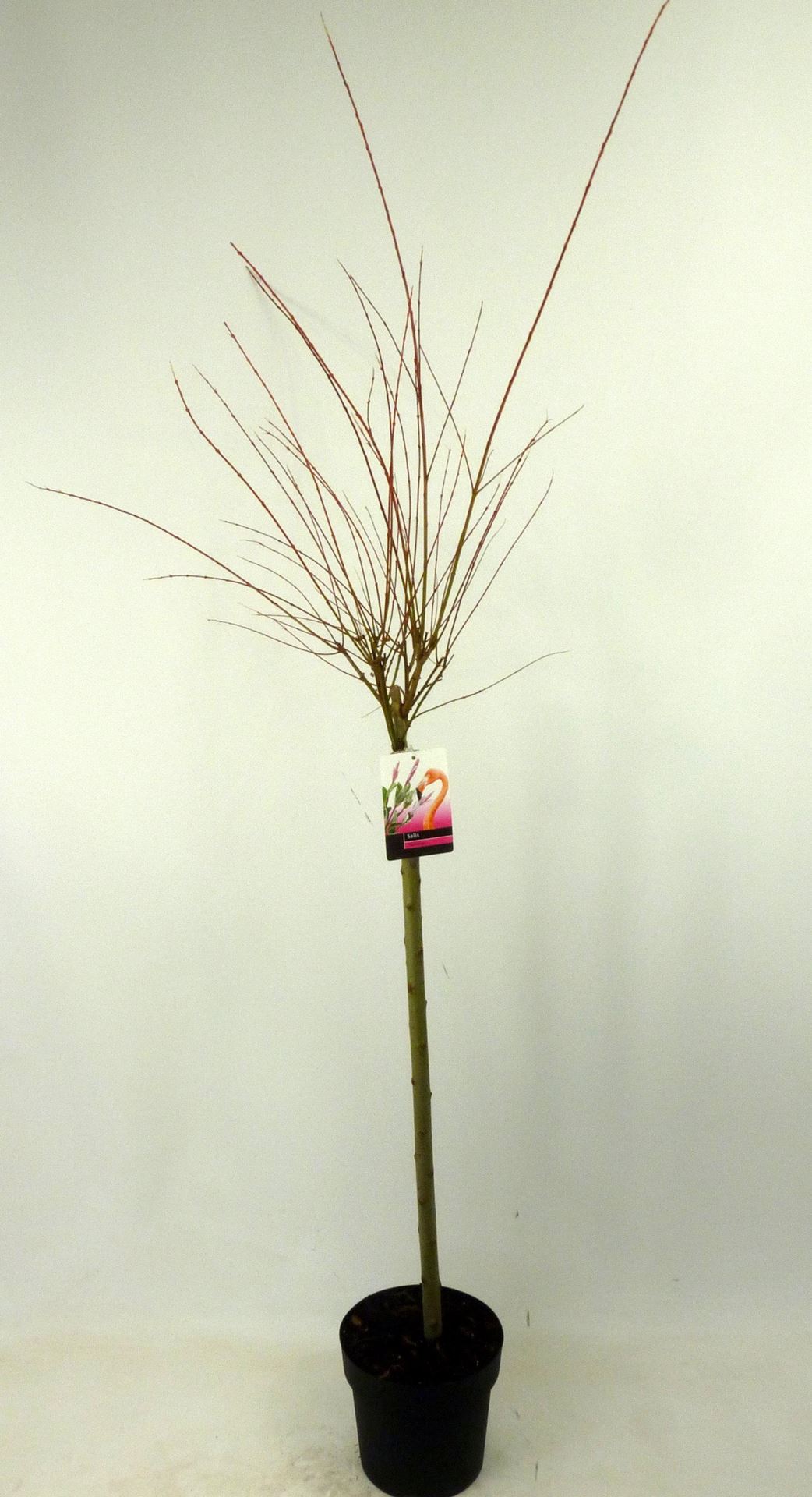 Salix integra'Flamingo'- pot - geënt op stamhoogte 80 cm afbeelding