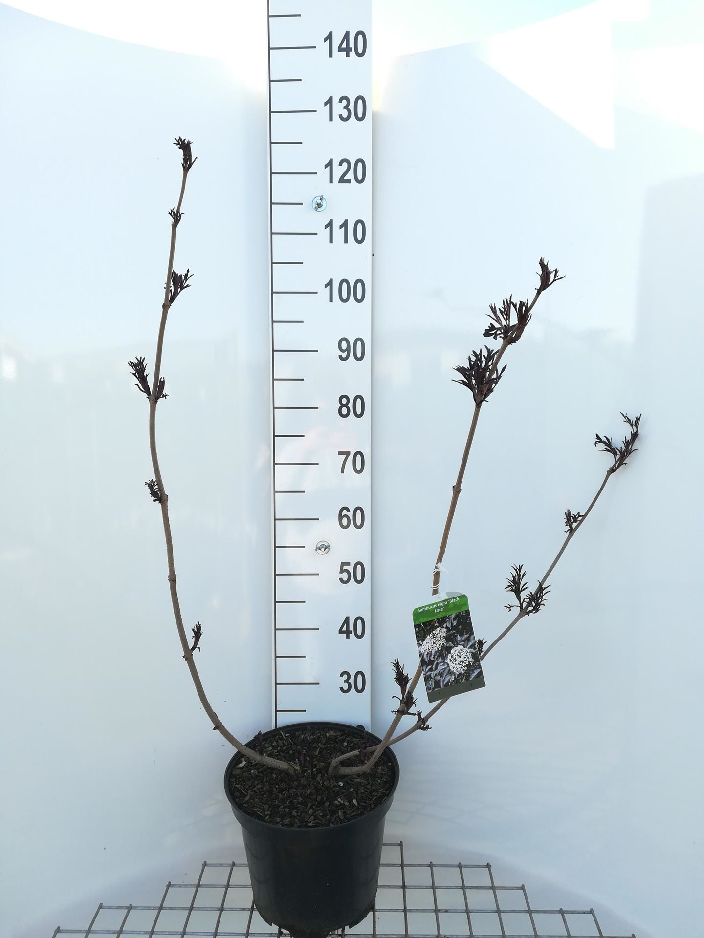 Sambucus nigra'Eva'(Black Lace) - pot 10L - 60-80 cm afbeelding