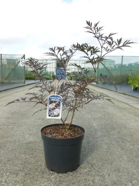 Sambucus nigra'Eva'(Black Lace) - pot 12L - 80-100 cm afbeelding