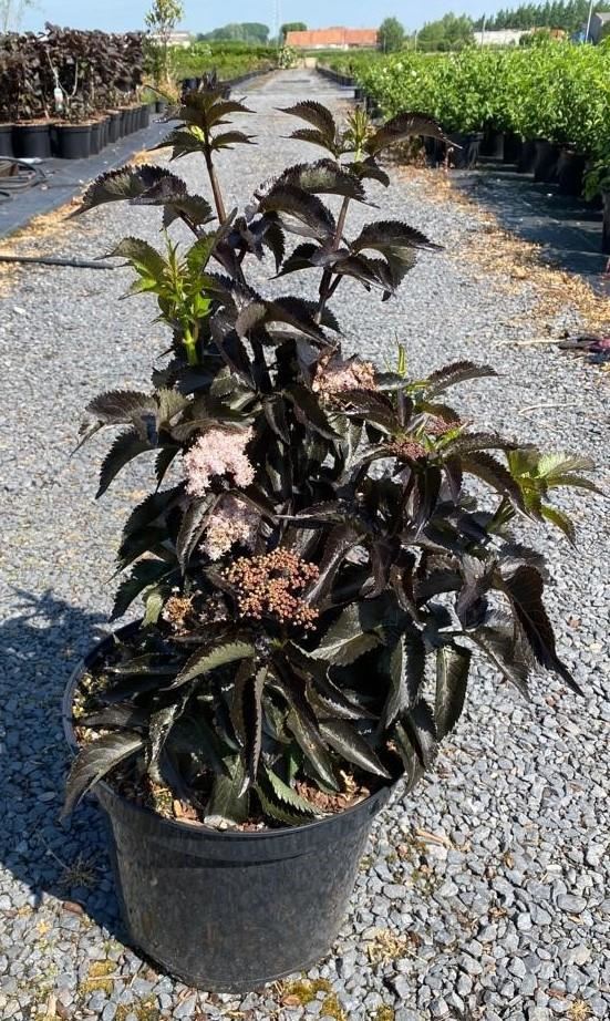 Sambucus nigra'Eiffel1'(Black Tower) - pot 10L - 60-80 cm - afbeelding