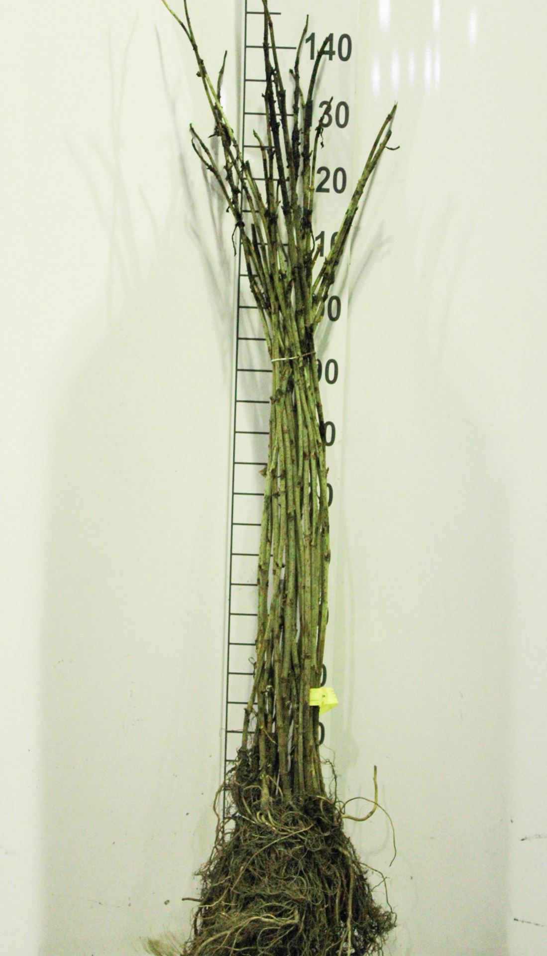Sambucus nigra - Blote wortel - 60-90 cm afbeelding