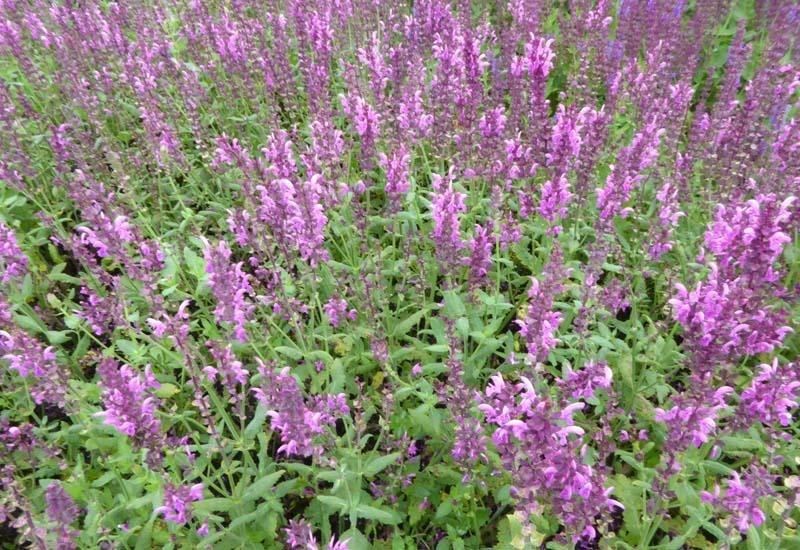 Salvia nemorosa'Pink Friesland'- pot 9x9 cm afbeelding