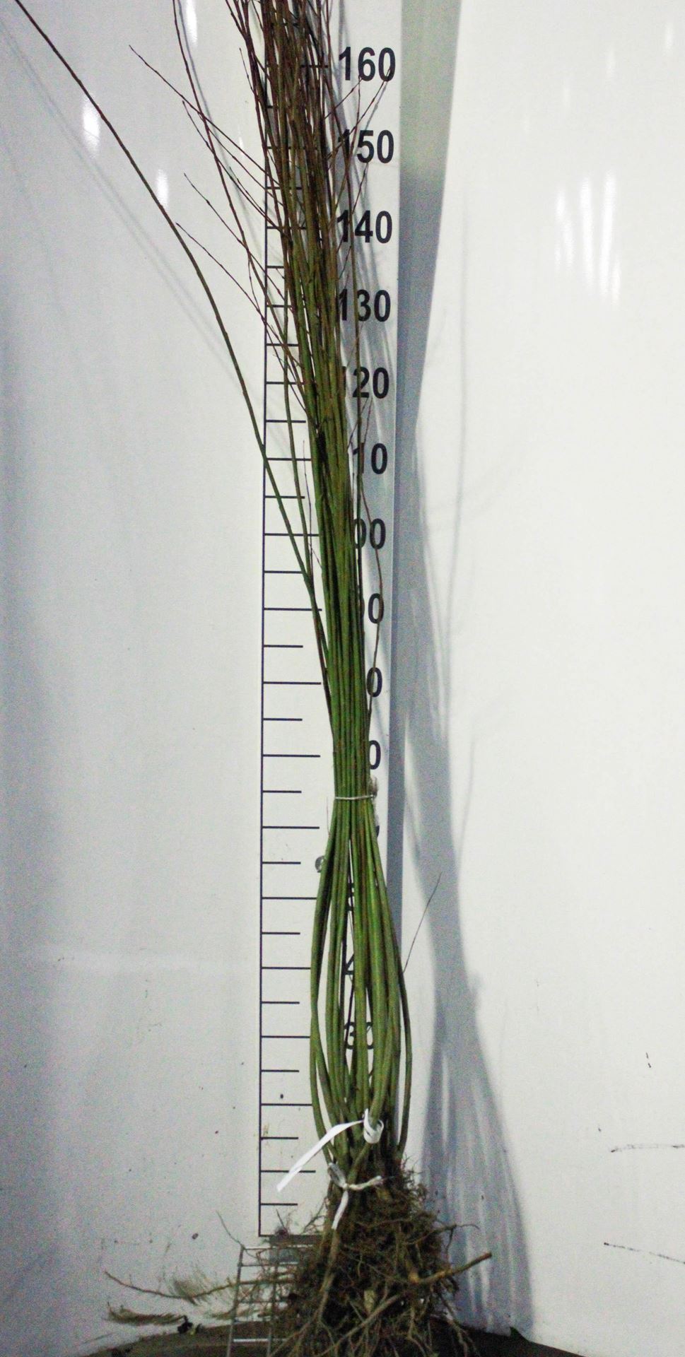 Salix purpurea - Blote wortel - 60-90 cm - 3-5 takken afbeelding
