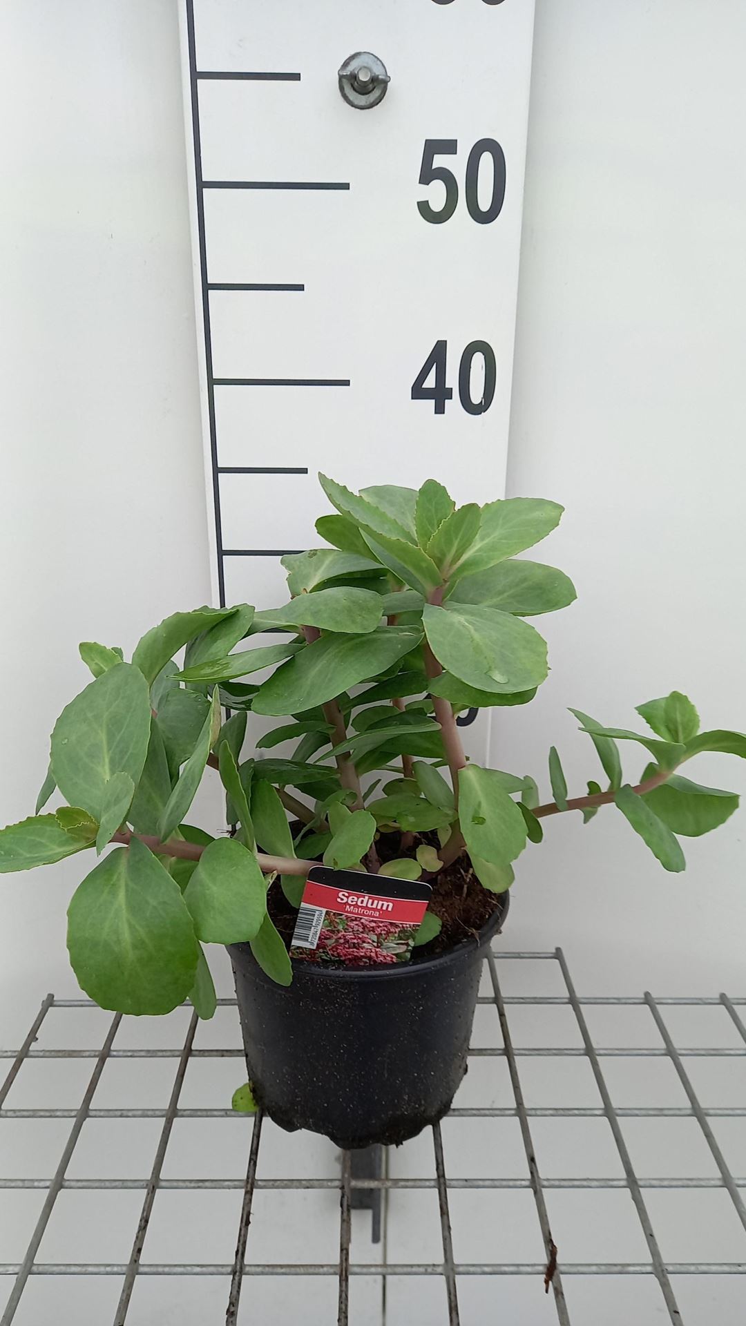Sedum'Matrona'- pot 2L afbeelding