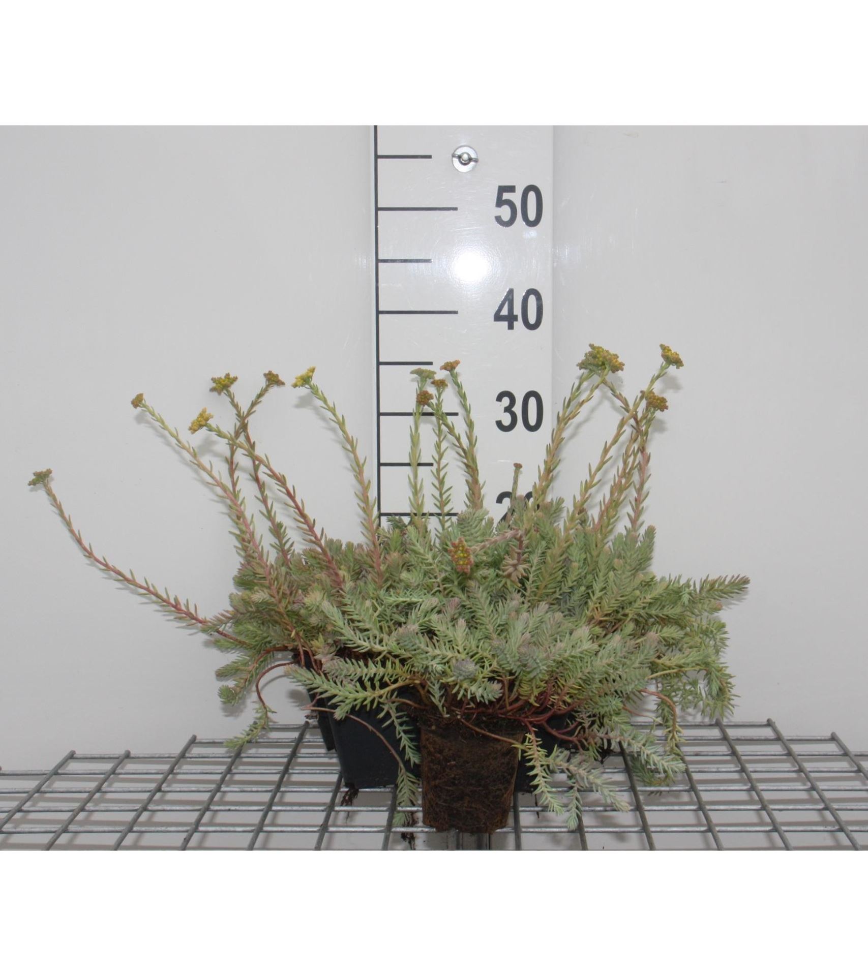Sedum reflexum'Blue Spruce'- pot 9x9 cm afbeelding