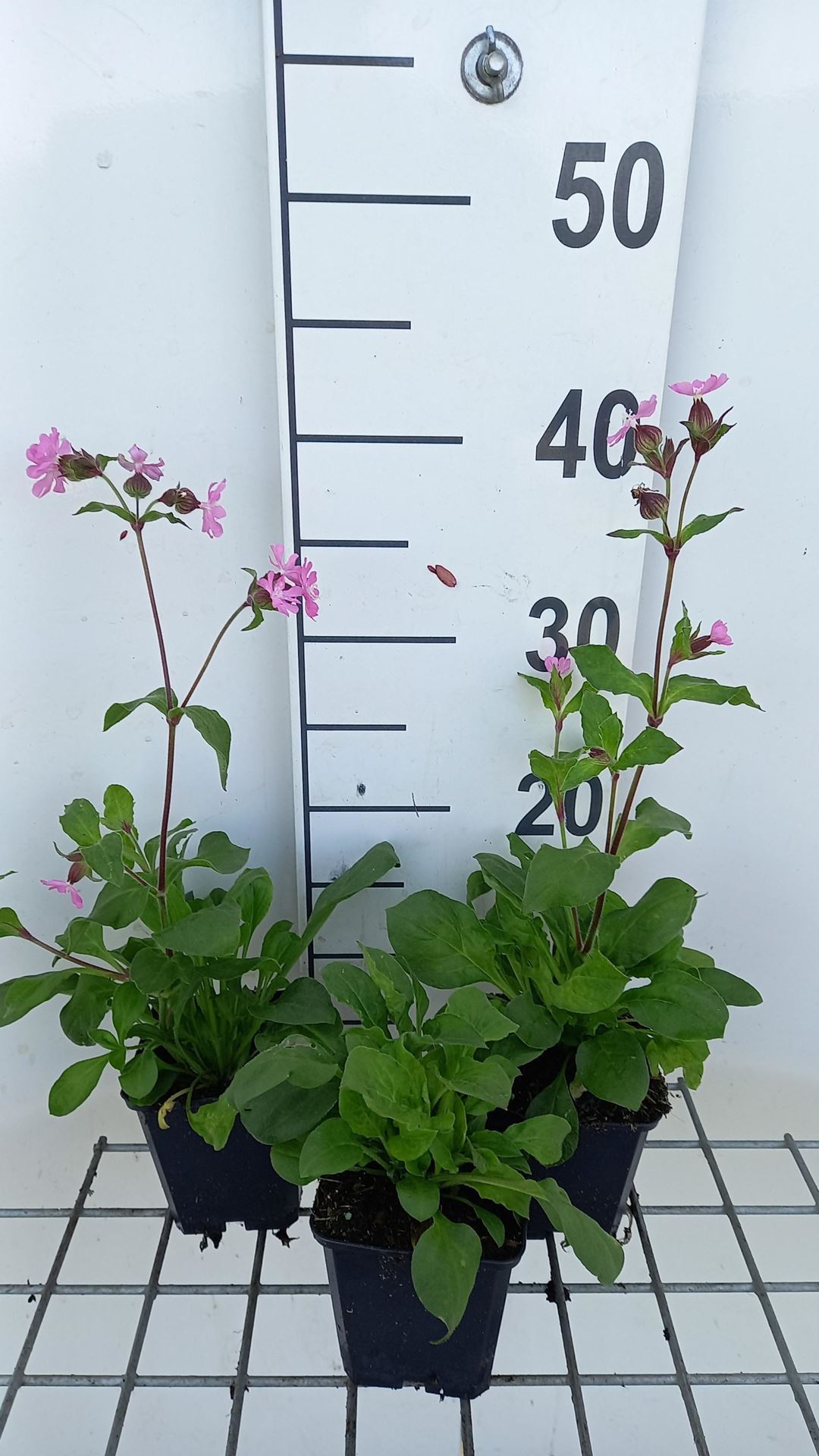 Silene dioica - pot 9x9 cm - Dagkoekoeksbloem afbeelding