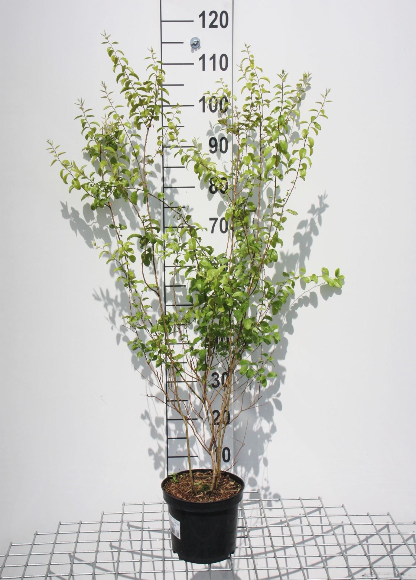 Spiraea prunifolia - pot 3L - 40-60 cm