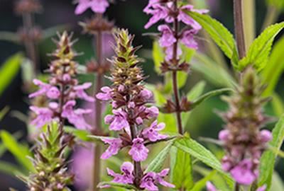 Stachys palustris - Biopot diameter 7 cm afbeelding