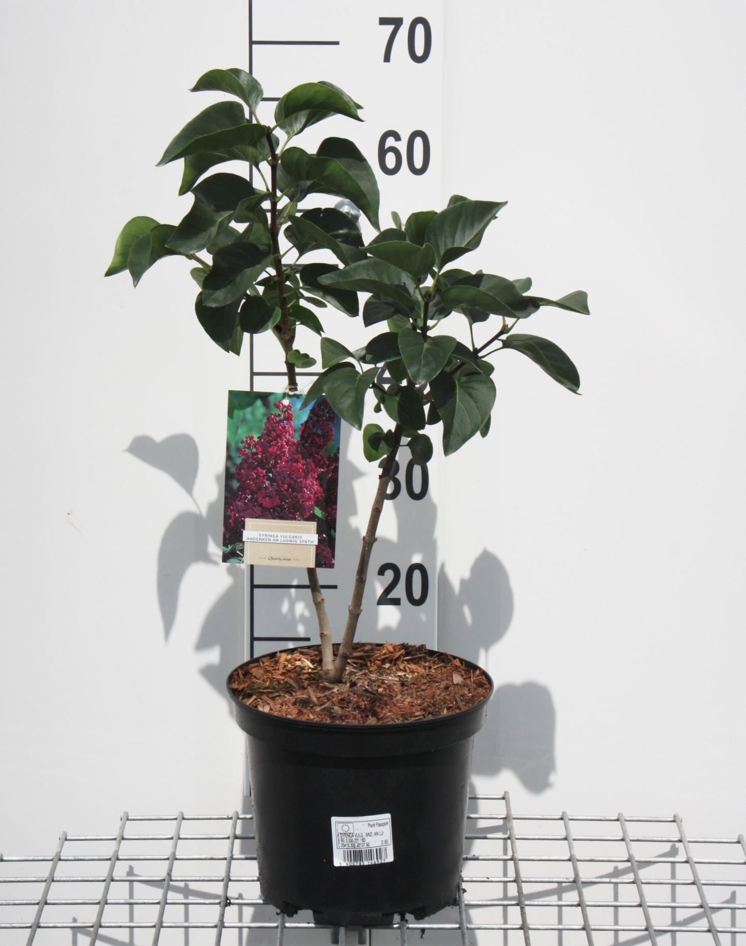 Syringa vulgaris'Andenken an Ludwig Späth'(Ludwig Spaeth) - pot - 50-60 cm afbeelding