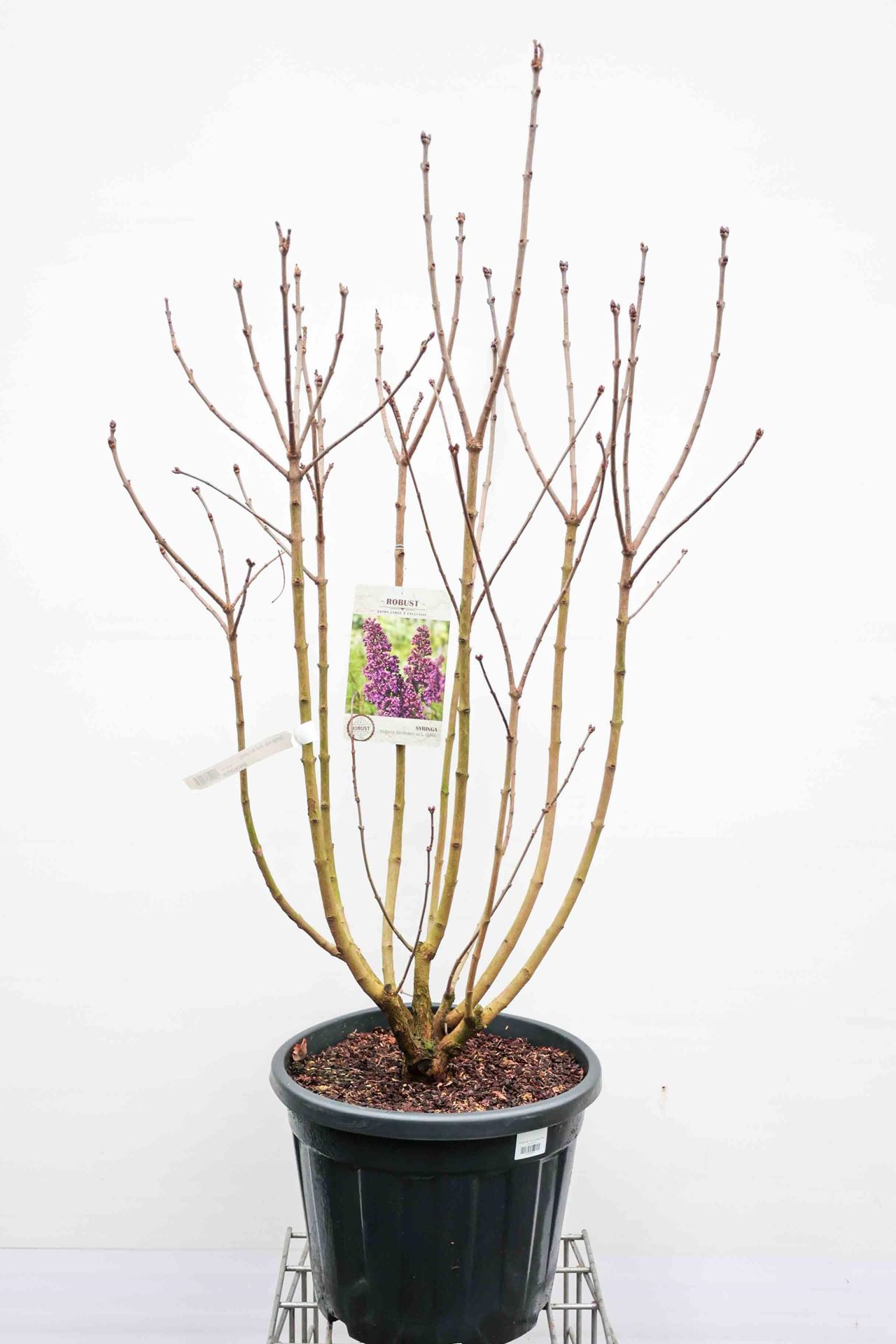 Syringa vulgaris'Andenken an Ludwig Späth'(Ludwig Spaeth) - pot 35L - 125-150 cm afbeelding