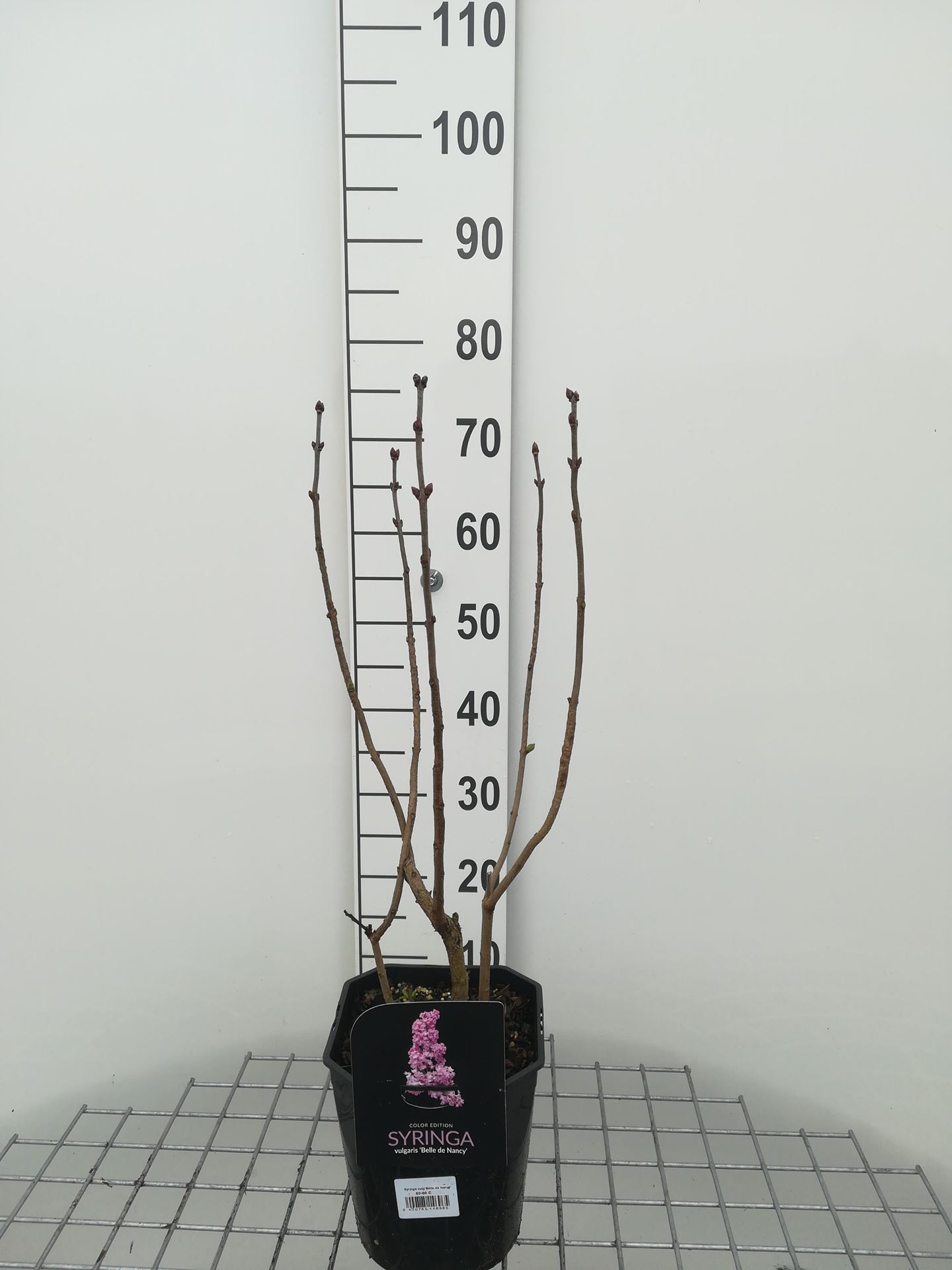 Syringa vulgaris'Belle de Nancy'- pot - 50-60 cm afbeelding