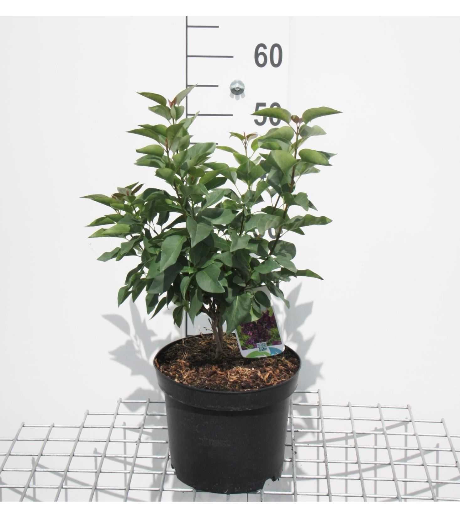 Syringa vulgaris'Charles Joly'- pot - 50-60 cm afbeelding