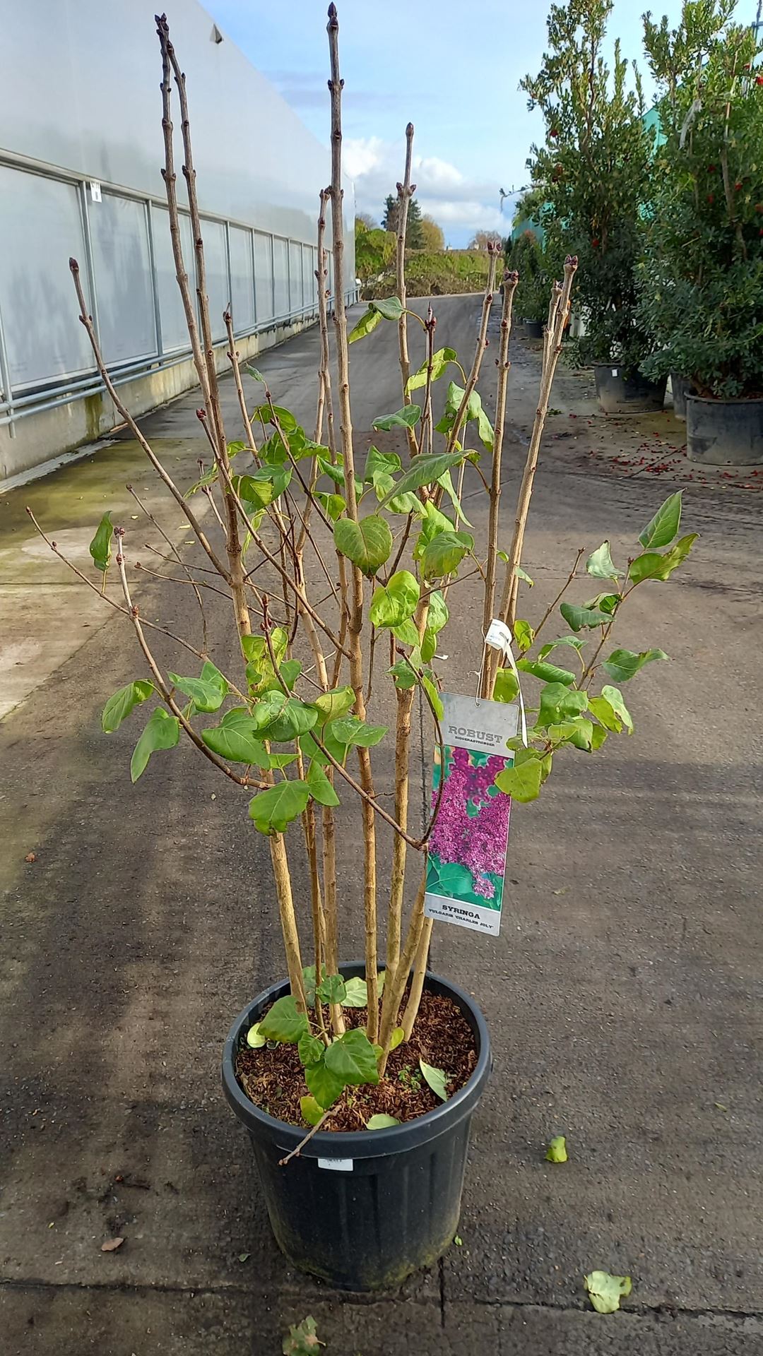 Syringa vulgaris'Charles Joly'- pot 35L - 125-150 cm afbeelding
