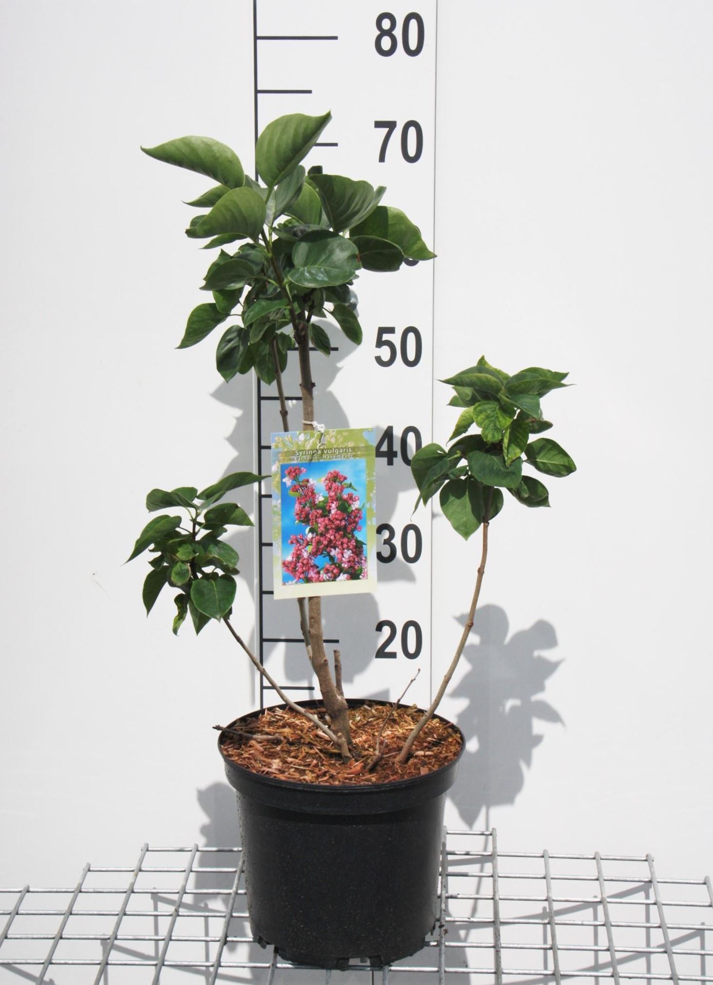 Syringa vulgaris'Katherine Havemeyer'- pot - 50-60 cm afbeelding