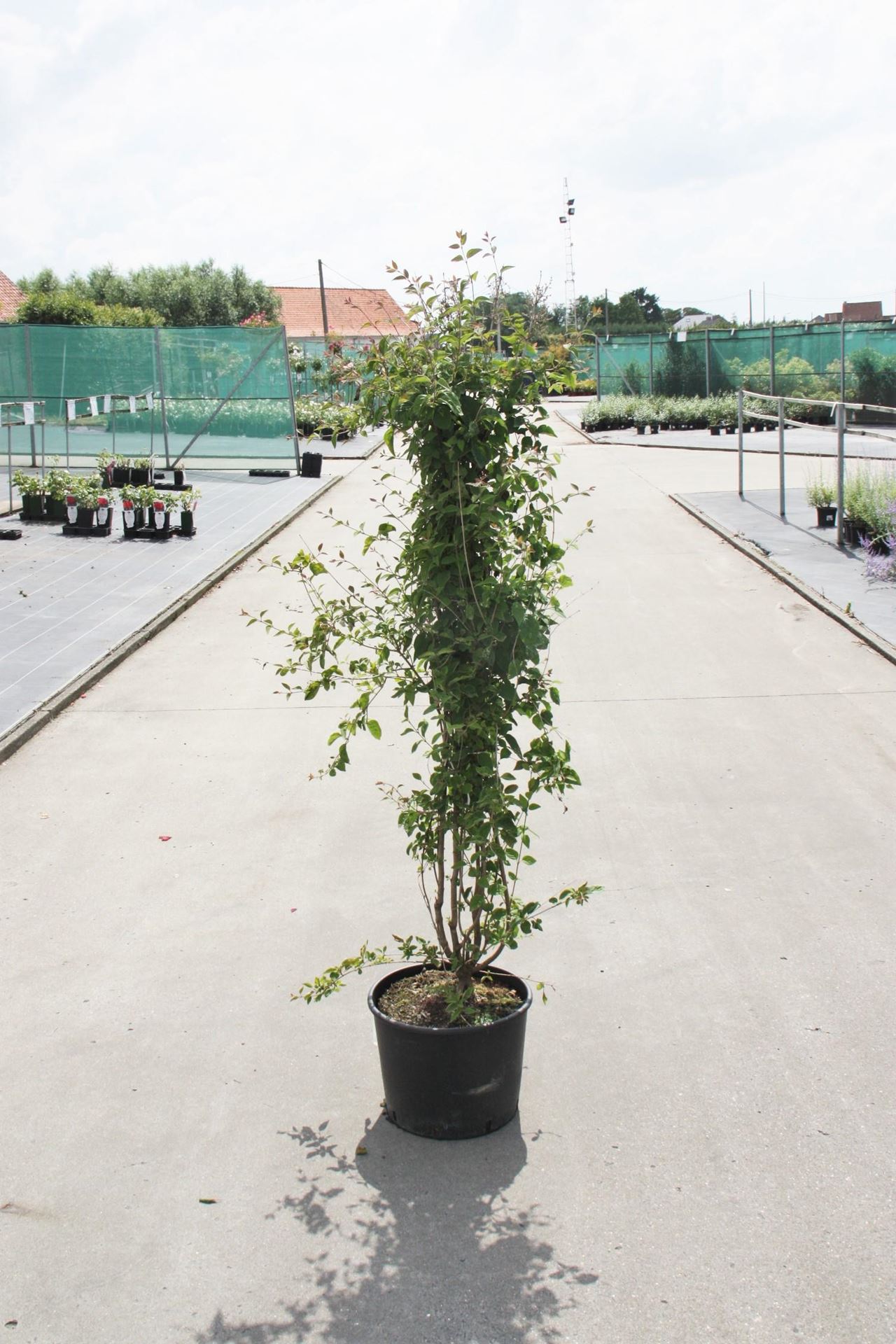 Syringa vulgaris'Mme Lemoine'- pot - 50-60 cm afbeelding