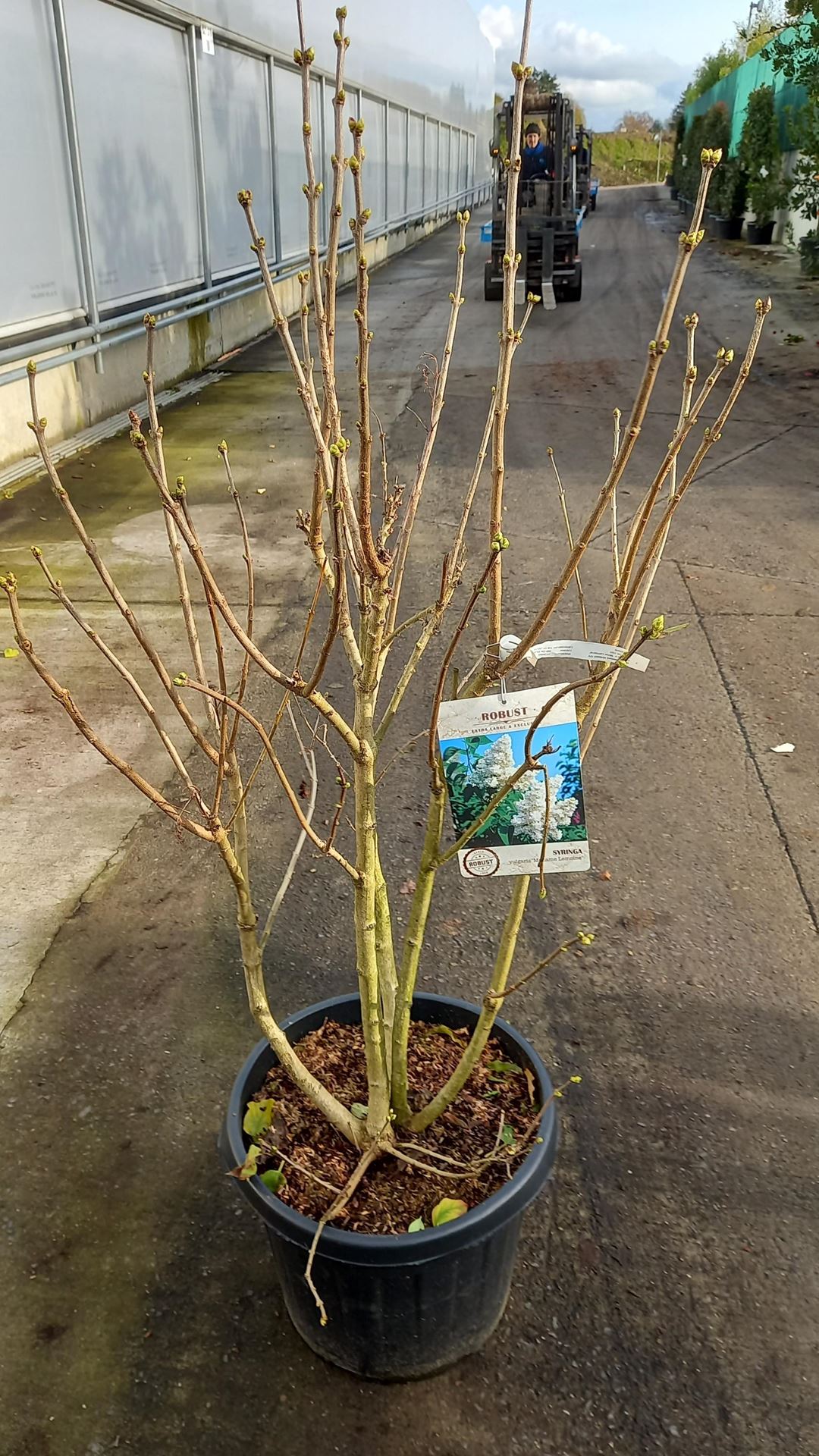 Syringa vulgaris 'Mme Lemoine' - pot 35L - 125-150 cm