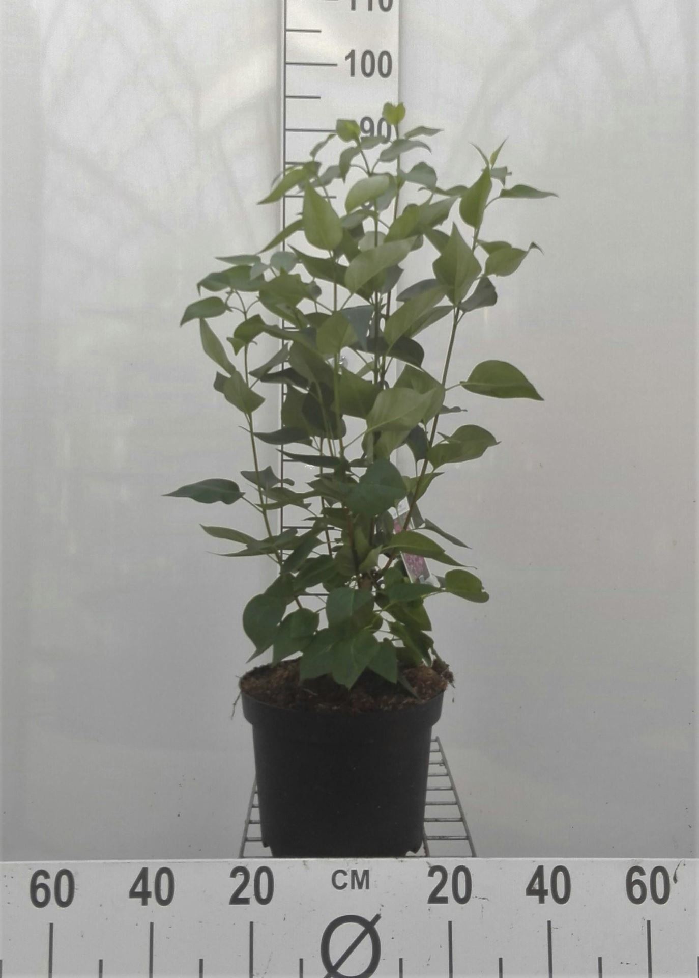 Syringa vulgaris'Michel Buchner'- pot - 50-60 cm afbeelding