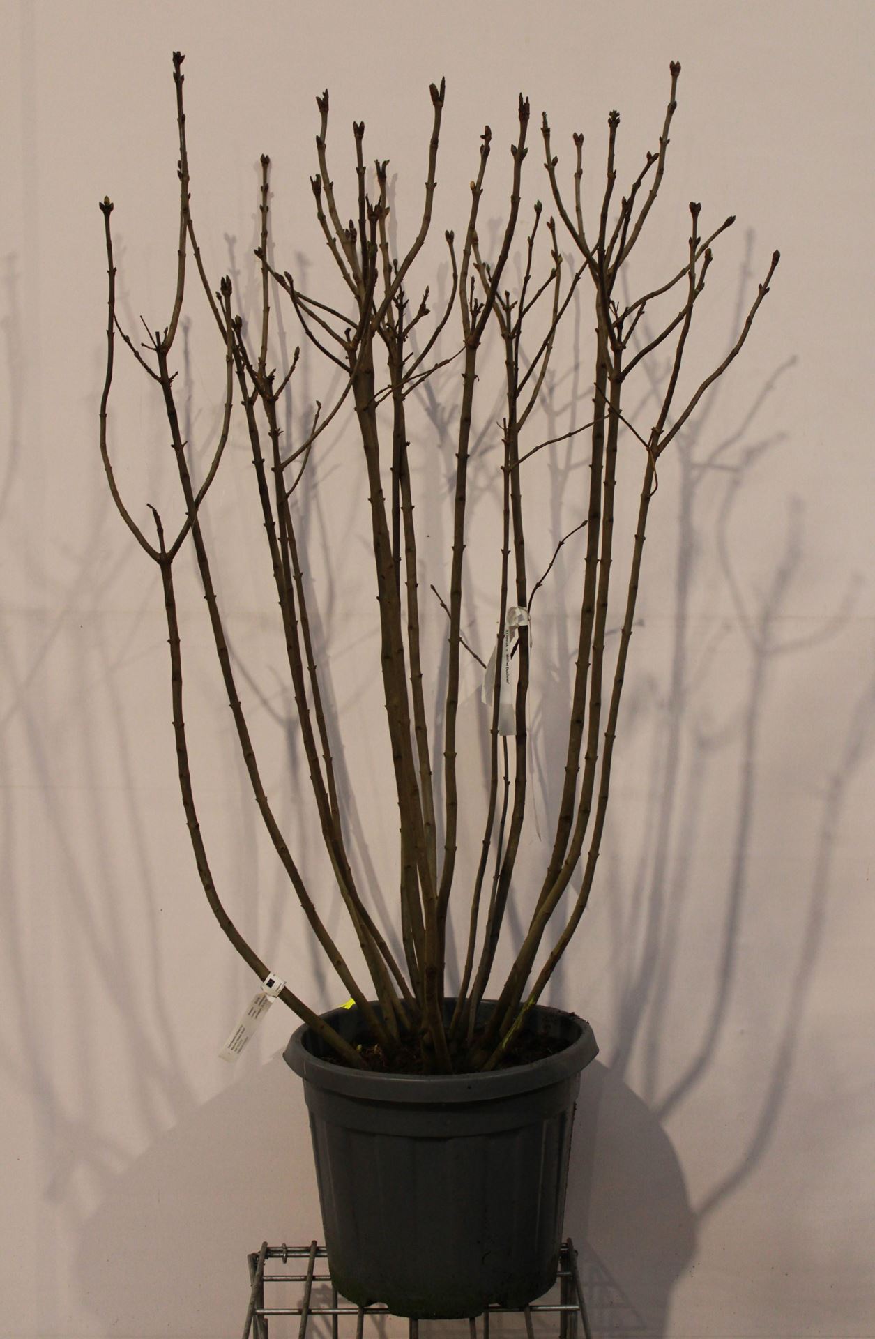 Syringa vulgaris'Michel Buchner'- pot 35L - 125-150 cm afbeelding
