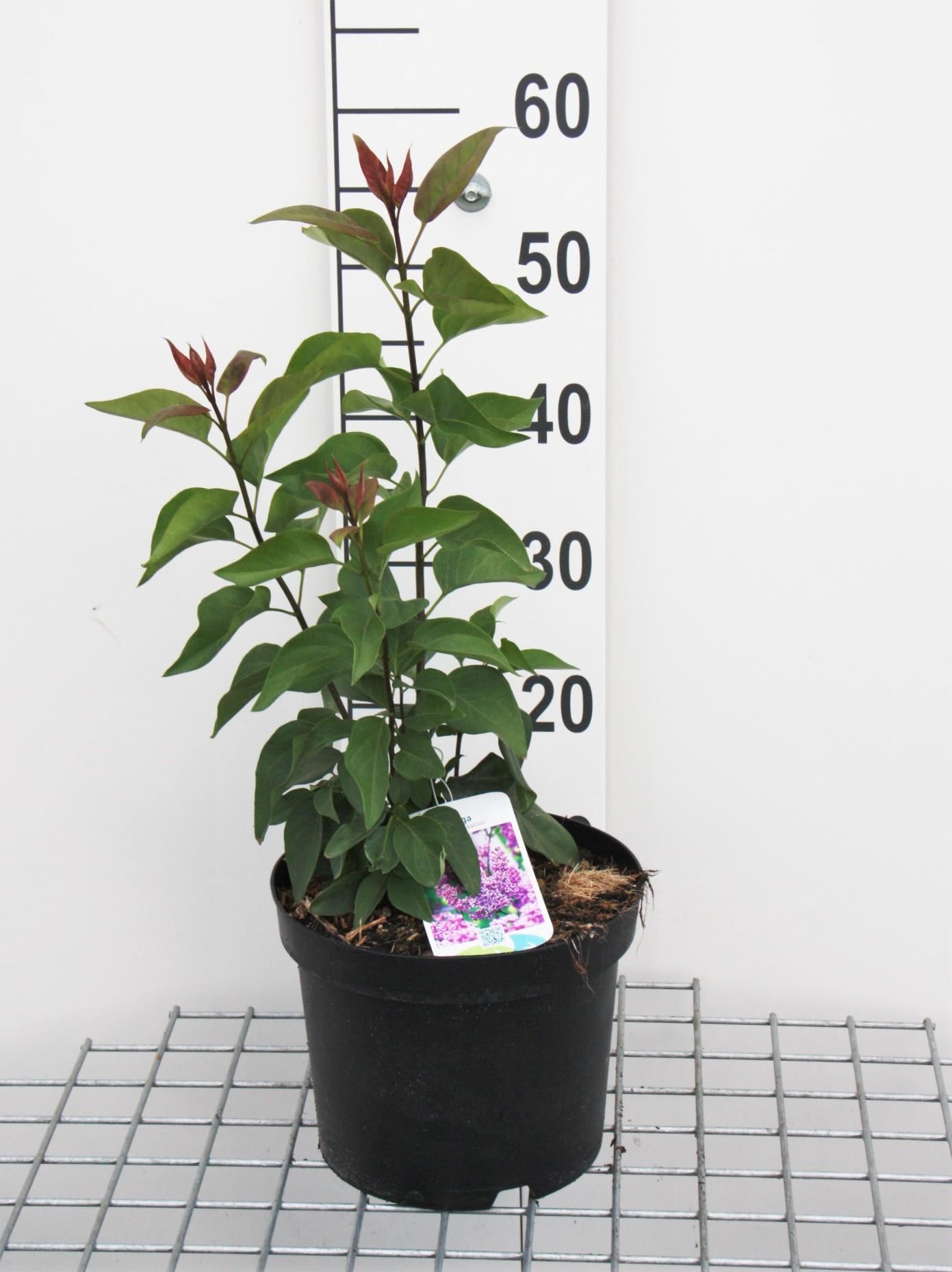 Syringa vulgaris'Sensation'- pot - 50-60 cm afbeelding