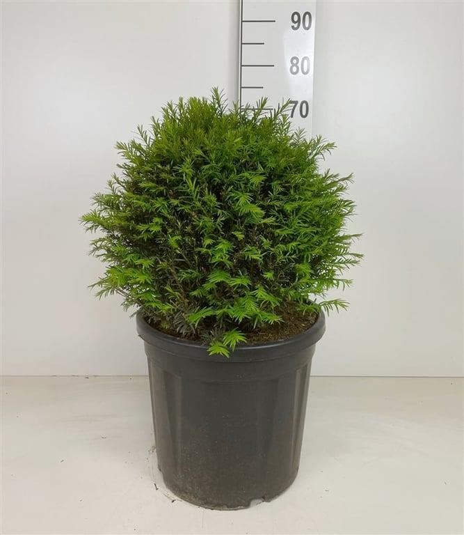 Taxus baccata - pot - bolvorm diameter 45+ cm afbeelding