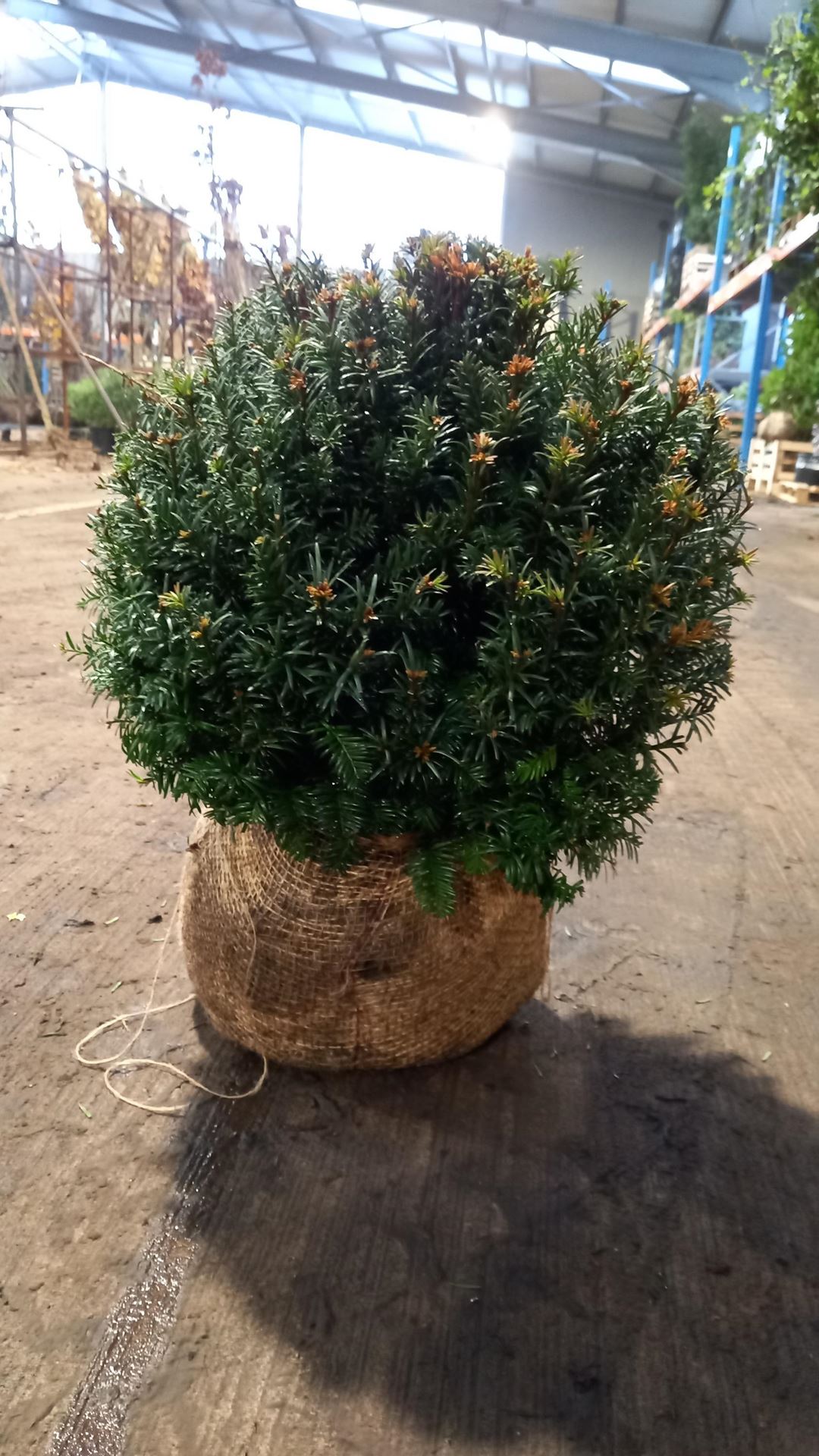 Taxus baccata - aardekluit - bolvorm diameter 40+ cm afbeelding