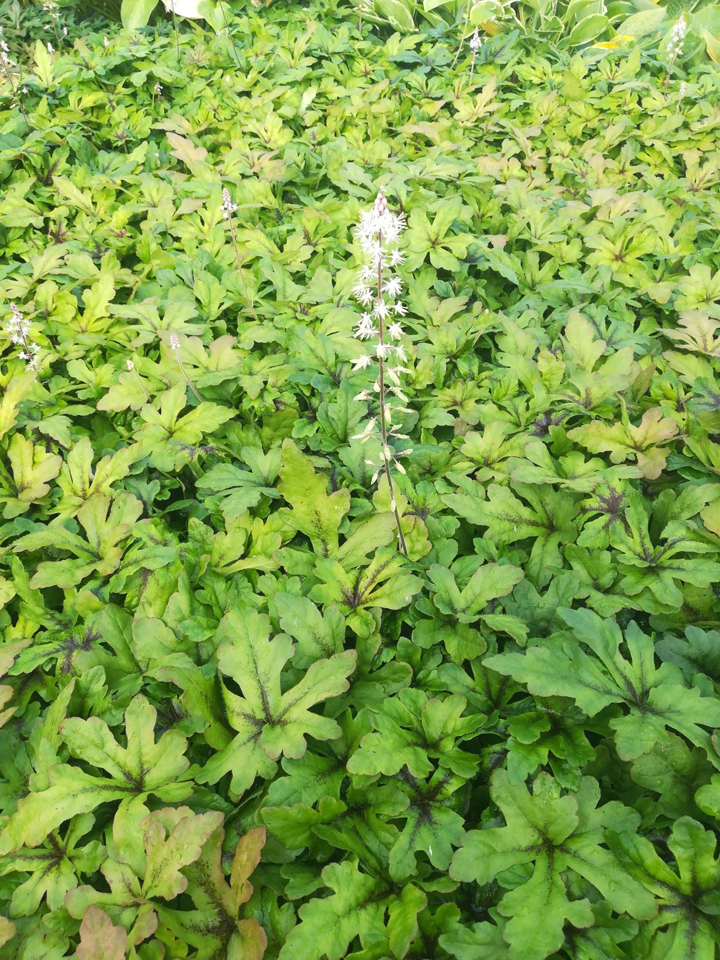 Tiarella'Iron Butterfly'- pot 9x9 cm afbeelding