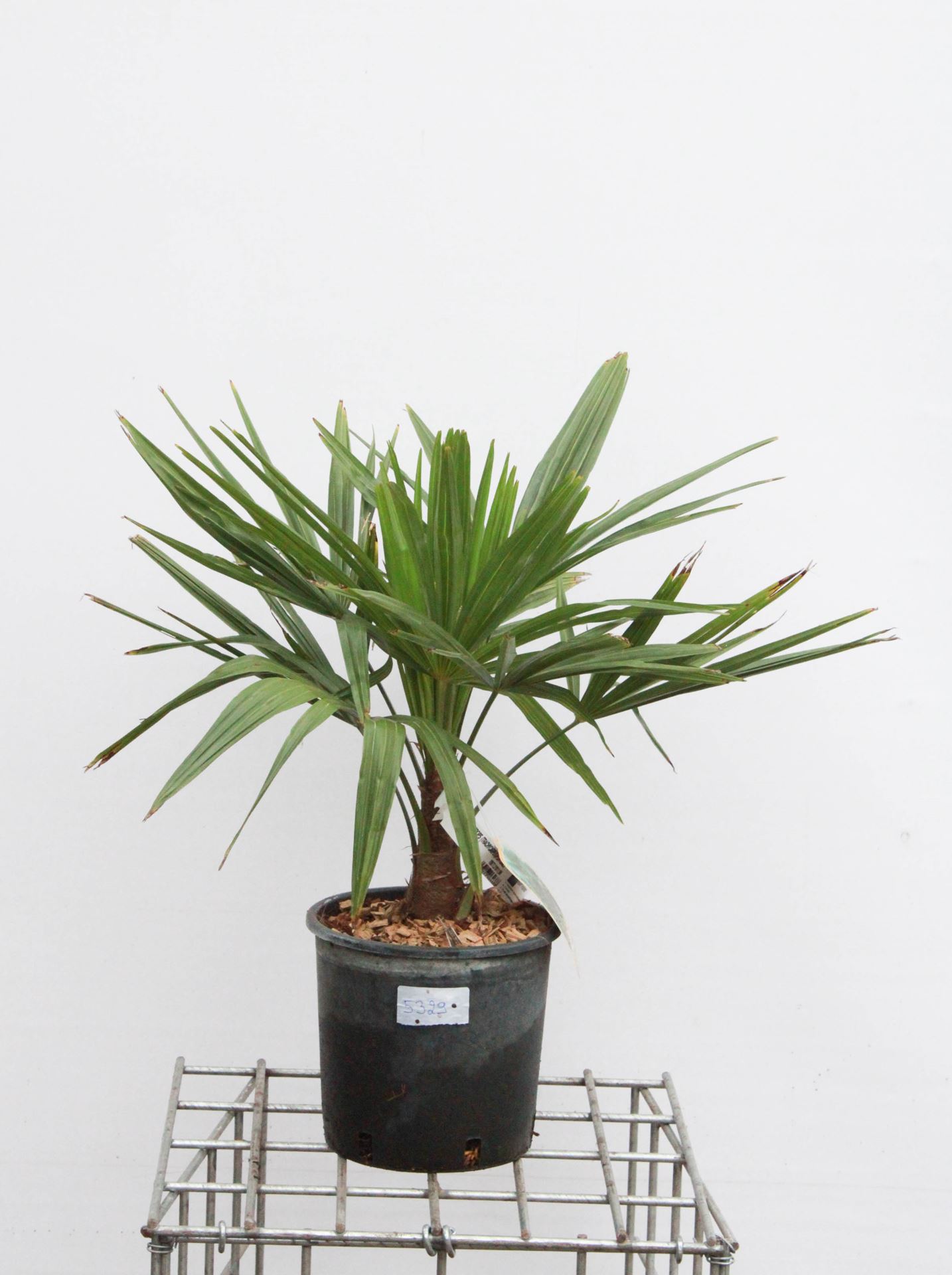Trachycarpus fortunei - pot 5L