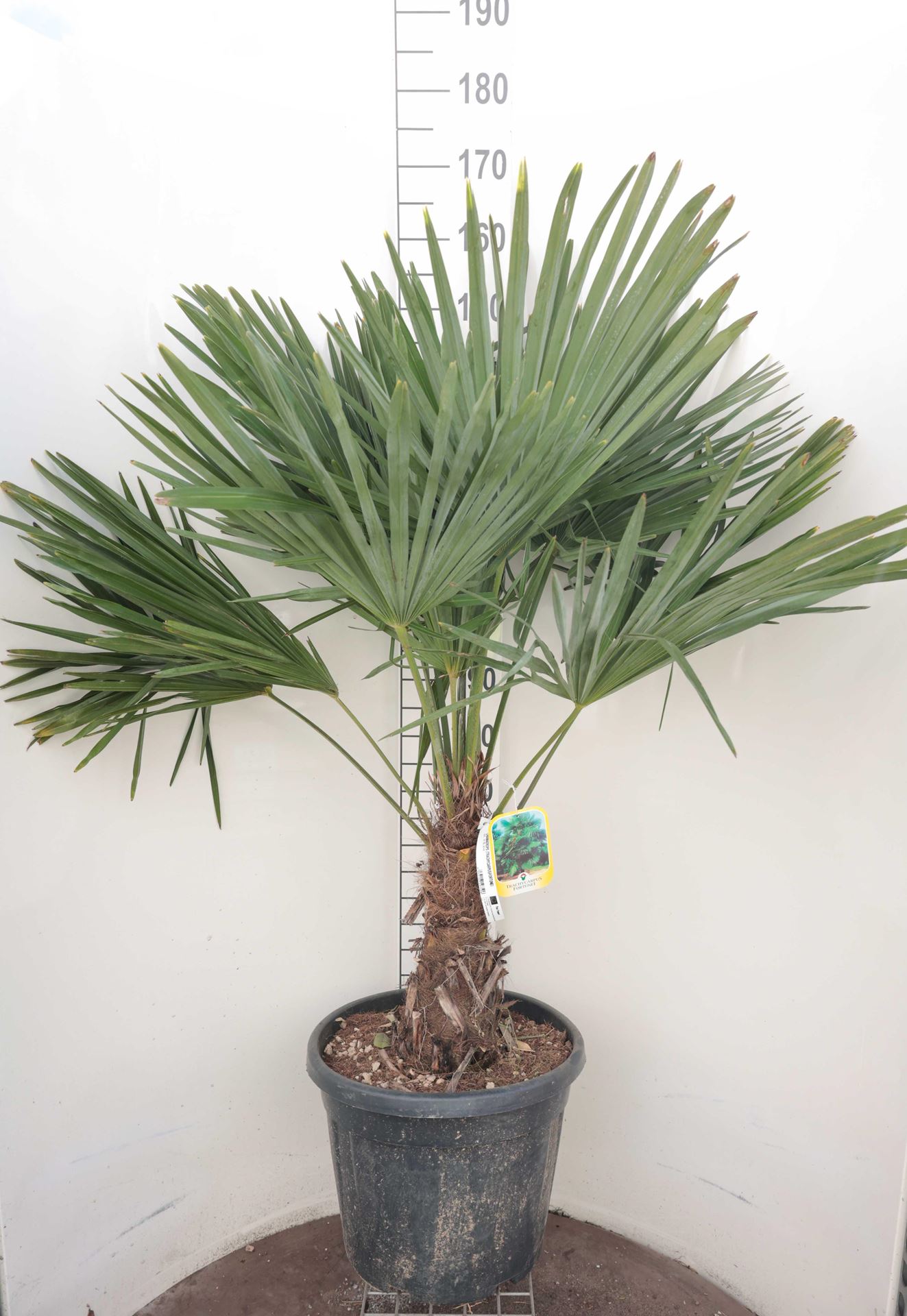 Trachycarpus fortunei - pot 35L - geënt op stamhoogte 30-40 cm afbeelding