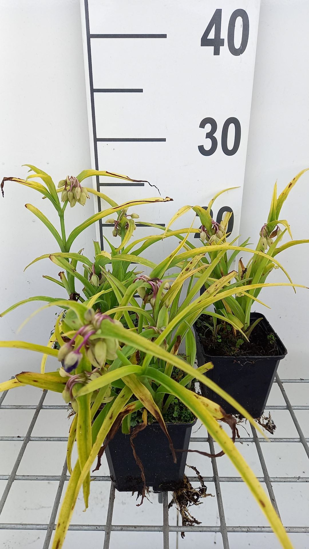 Tradescantia'Sweet Kate'- pot 9x9 cm afbeelding